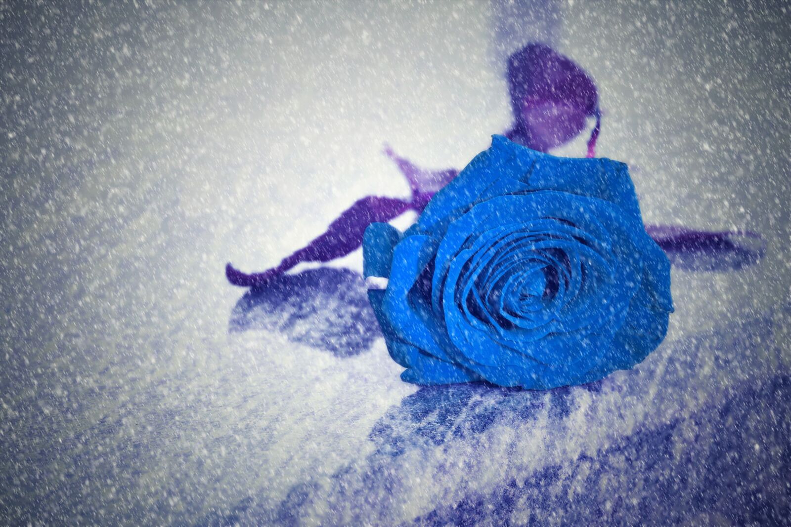 Canon EOS 550D (EOS Rebel T2i / EOS Kiss X4) sample photo. Blue rose, snowy, missing photography