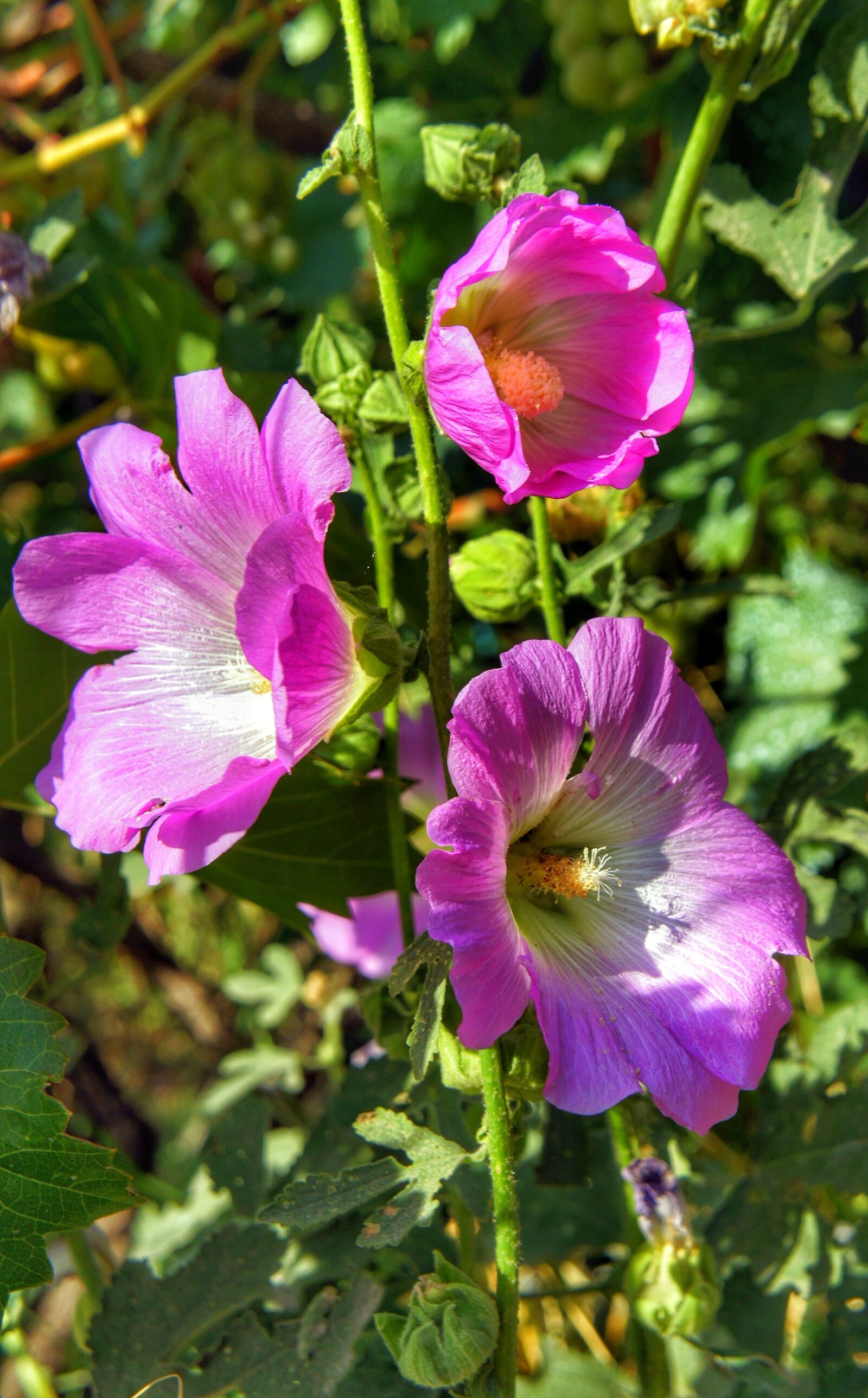 Sony Alpha NEX-3 + Sony E 18-55mm F3.5-5.6 OSS sample photo. Hollyhocks, pink, white photography