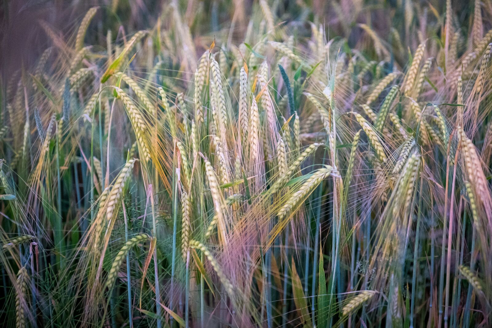 Fujifilm X-T2 sample photo. Barley, wheat, rye photography