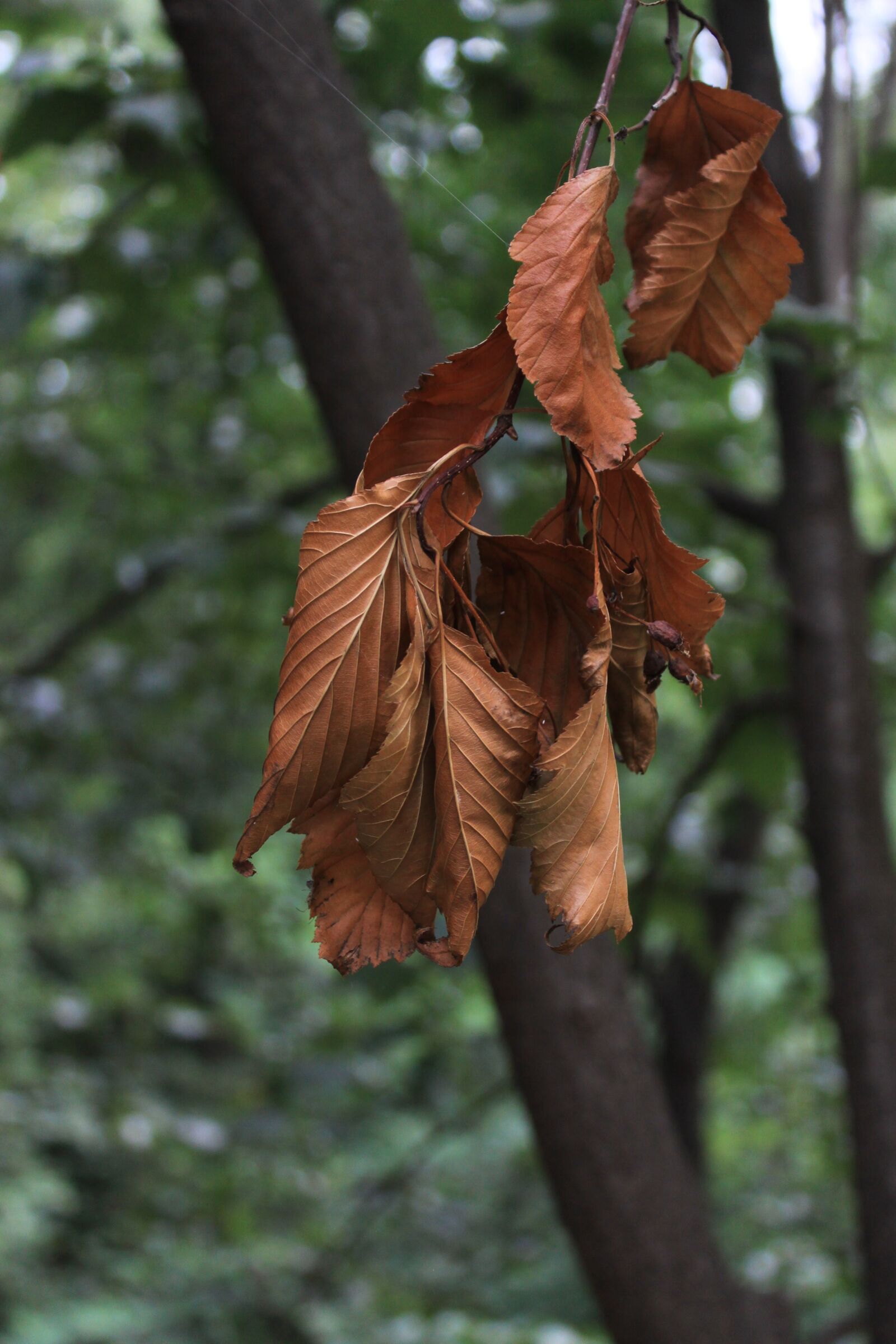 Canon EOS 50D sample photo. Leaves, a dry tree photography
