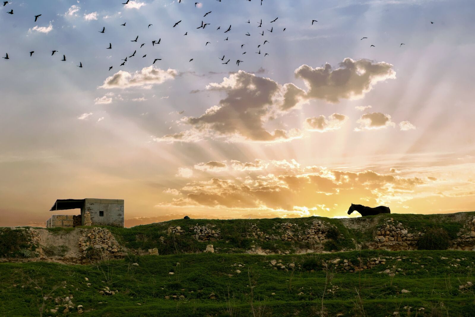Panasonic Lumix DMC-FZ1000 sample photo. Horse, sunrise, gozo photography
