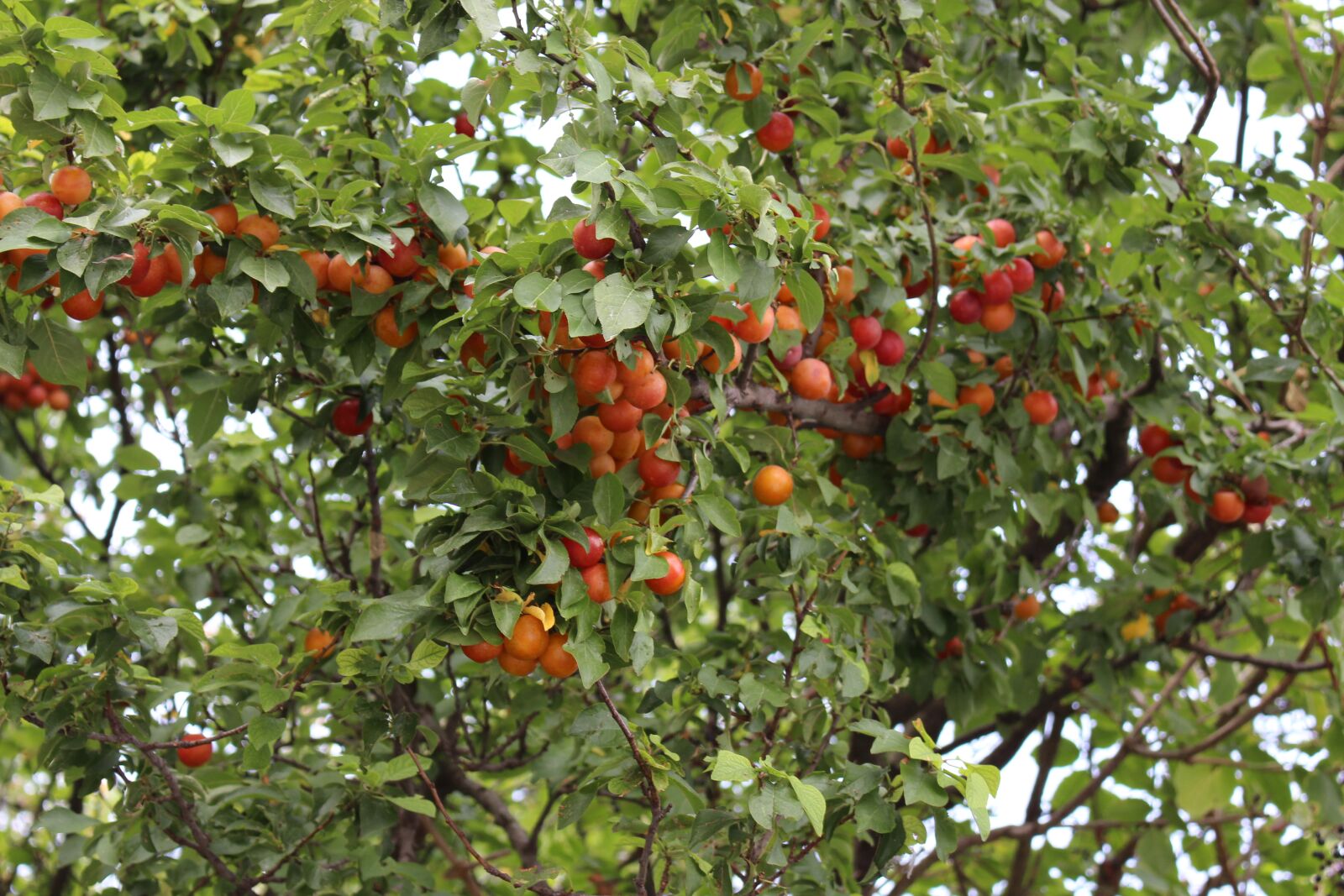 Canon EOS 700D (EOS Rebel T5i / EOS Kiss X7i) sample photo. Mirabelle, ringlotte, damson photography