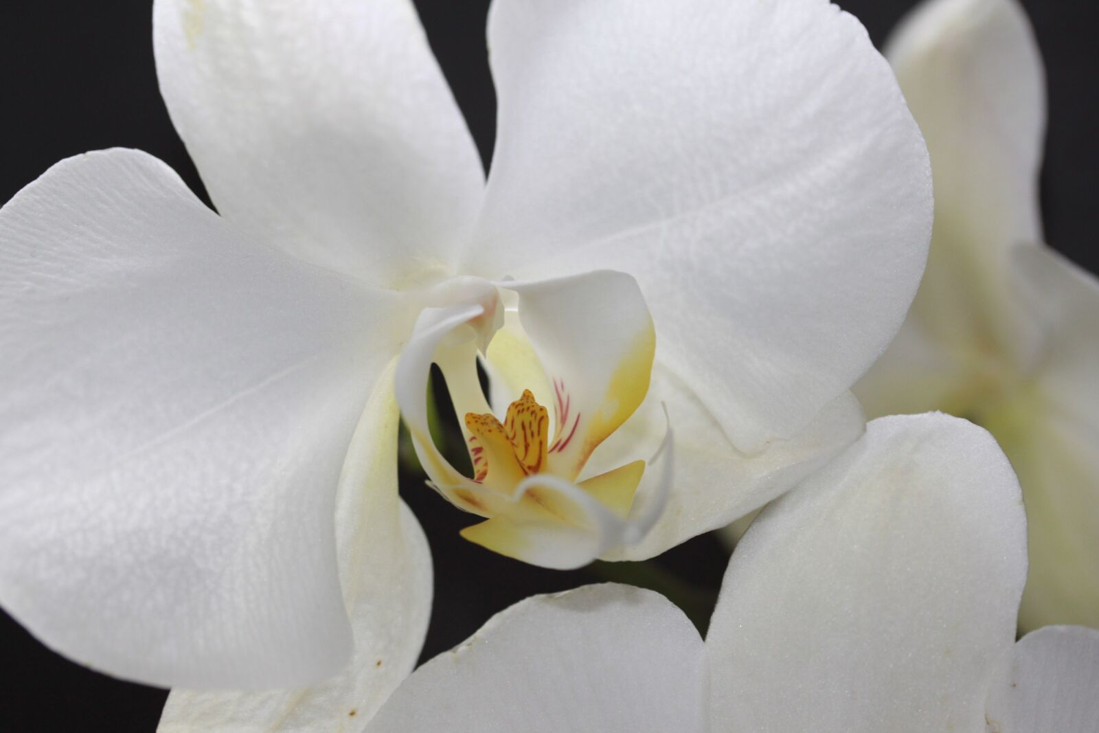 Canon EOS 500D (EOS Rebel T1i / EOS Kiss X3) sample photo. Flower, lovely, plant photography
