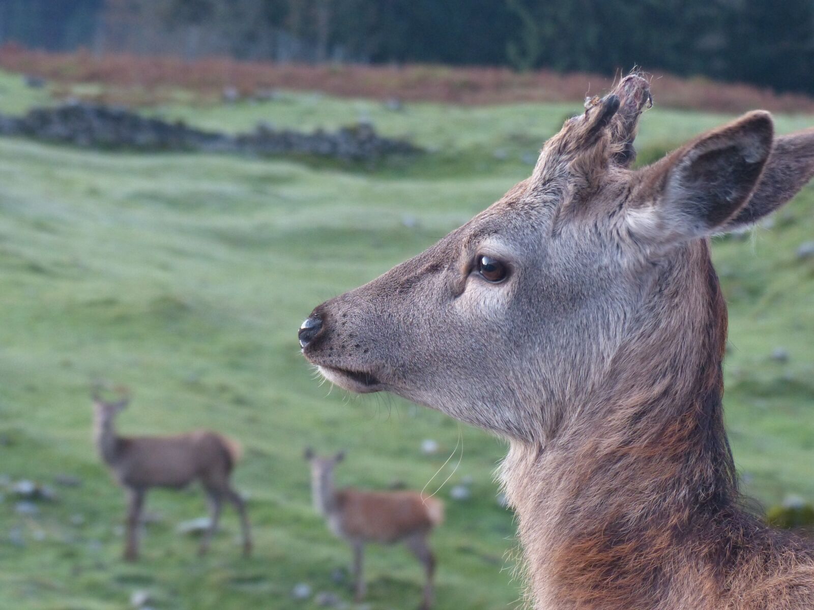 Panasonic Lumix DMC-FZ200 sample photo. Roe deer, kitz, wild photography