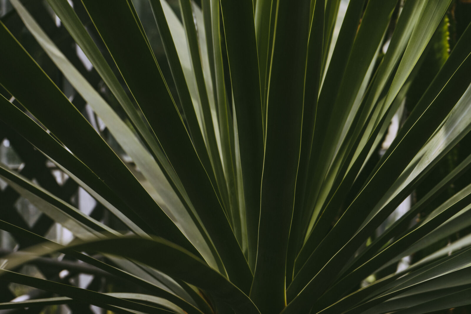 Sony a7 II + Sony FE 28-70mm F3.5-5.6 OSS sample photo. Botanical, bright, cactus, close photography