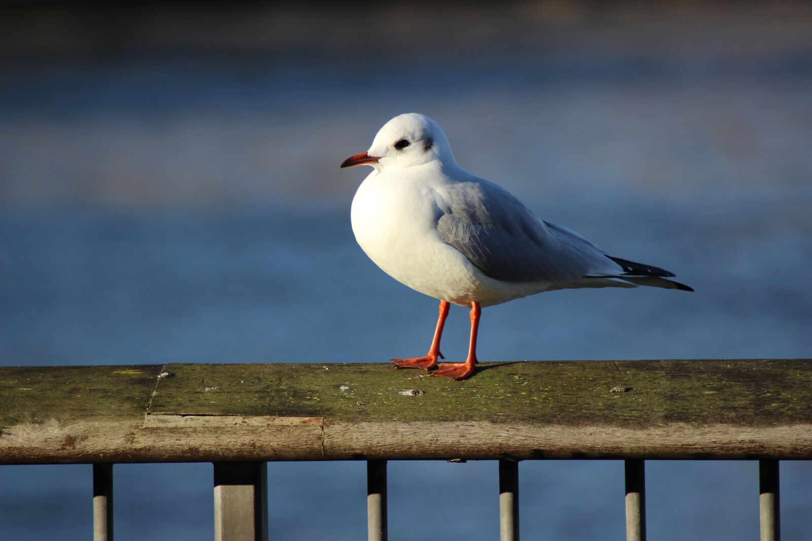 Canon EOS 600D (Rebel EOS T3i / EOS Kiss X5) sample photo. Seagull, river, bird photography