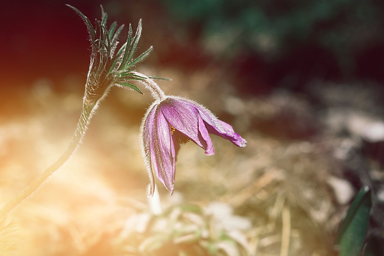Nikon D7100 sample photo. Anemone, flower, purple anemone photography