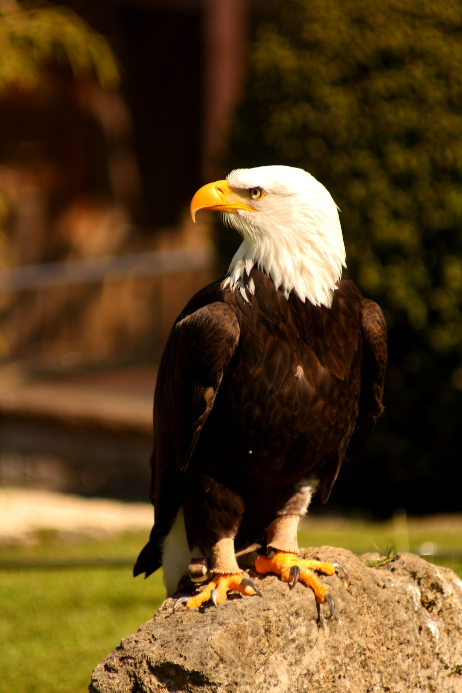 Canon EOS 1000D (EOS Digital Rebel XS / EOS Kiss F) sample photo. Adler, eagle, raptor photography