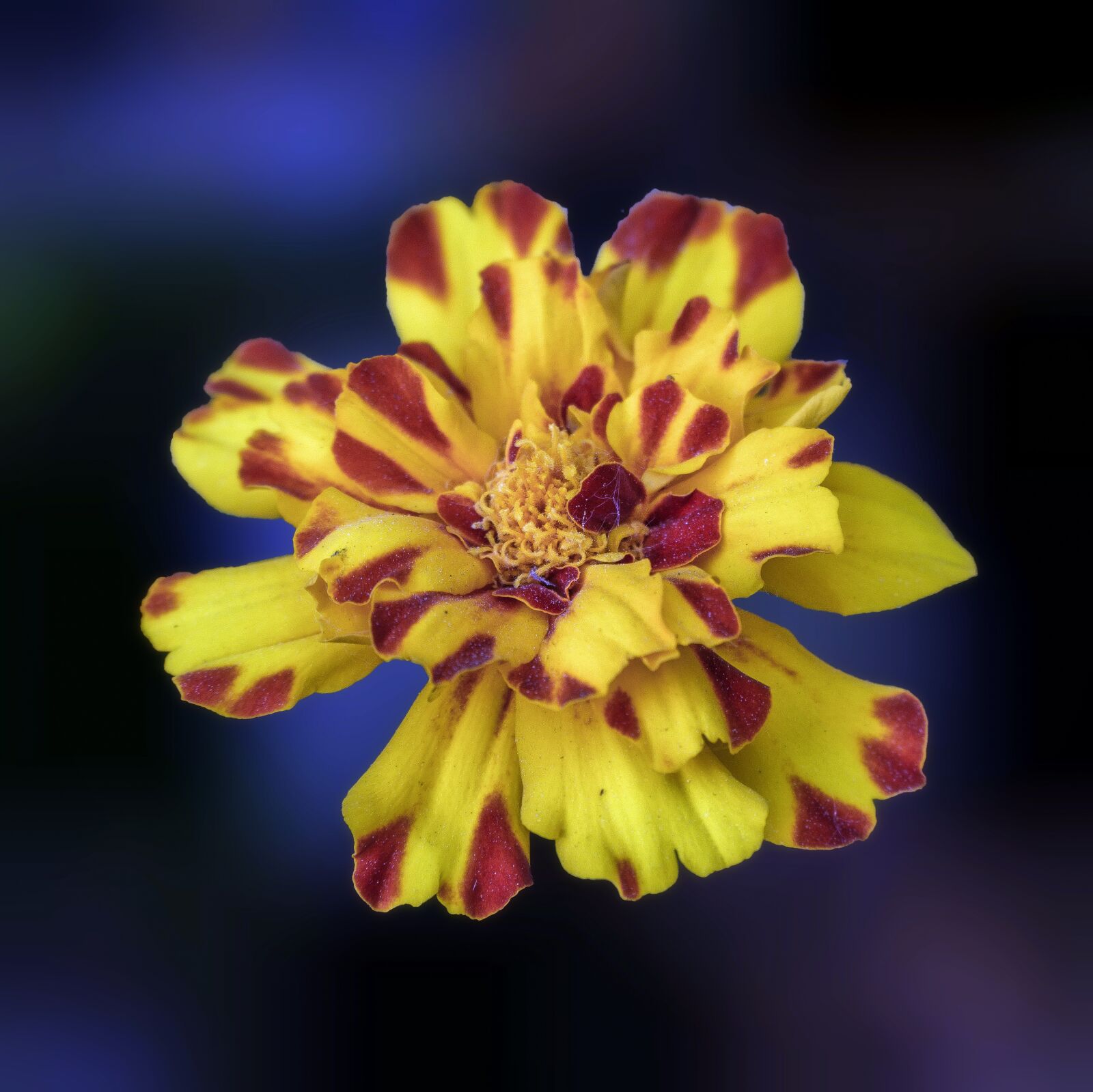Sony a6000 + Sony E PZ 18-105mm F4 G OSS sample photo. Flower, exotic, plant photography