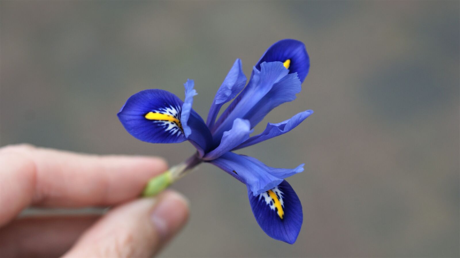 Sony Alpha DSLR-A350 sample photo. For you, flower, give photography