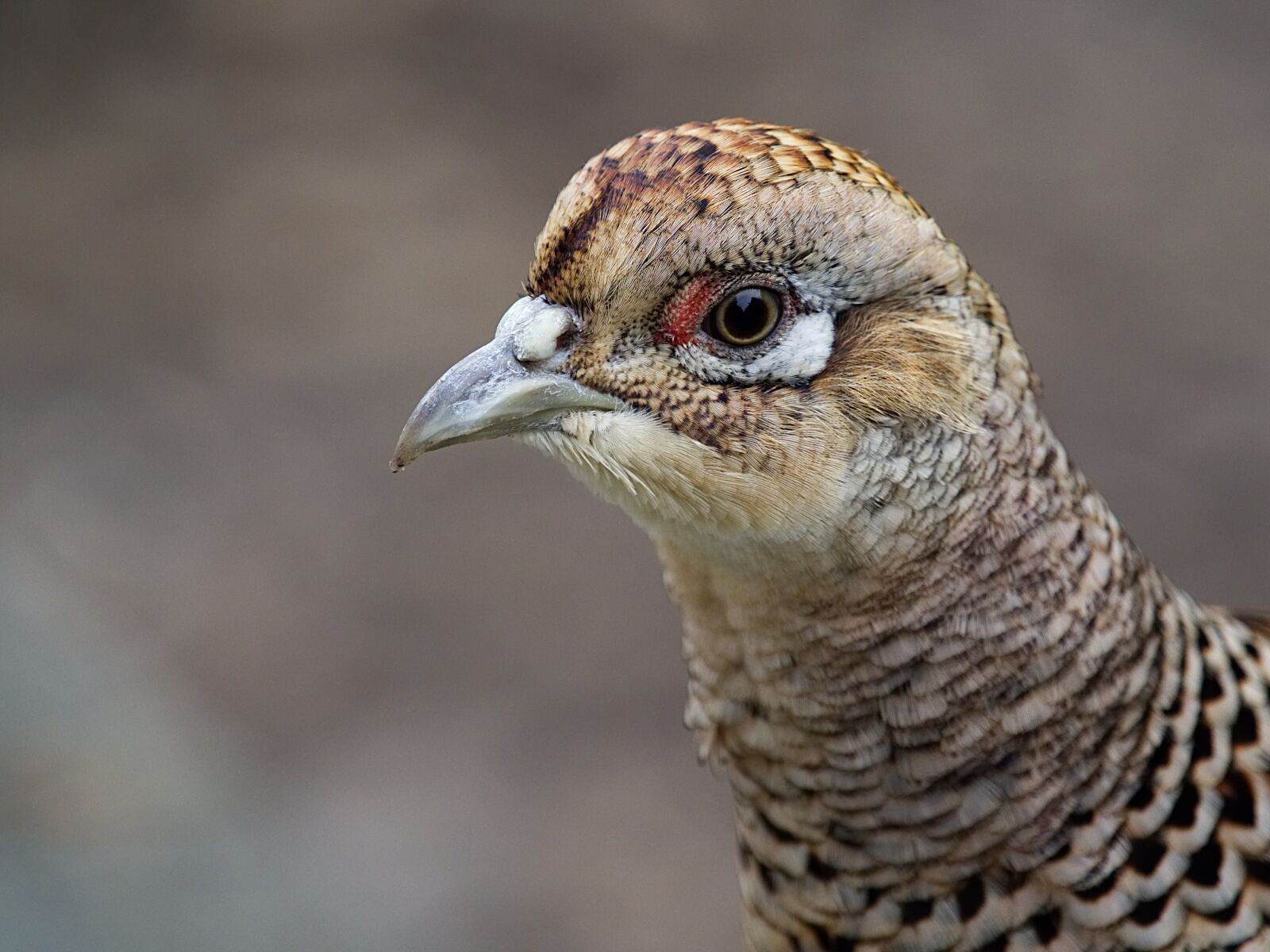 Olympus OM-D E-M1 Mark II + Olympus M.Zuiko Digital ED 40-150mm F2.8 Pro sample photo. Pheasant, female, bird photography