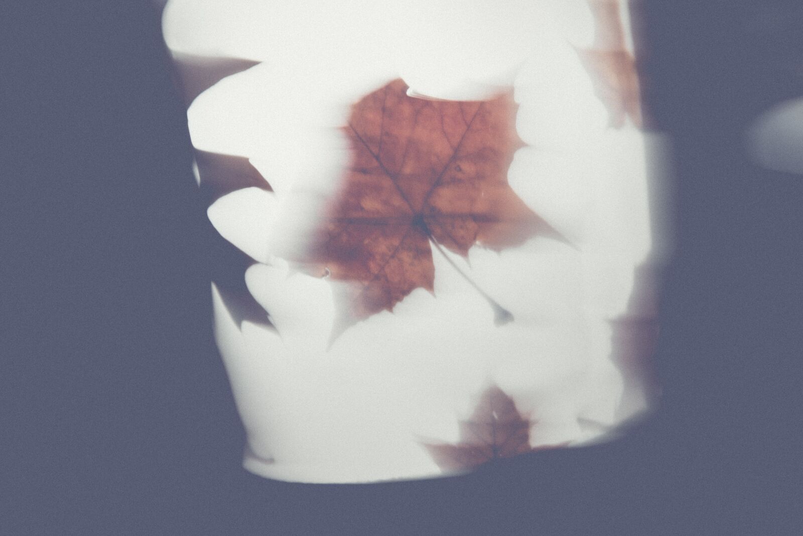 Canon EF 24-70mm F2.8L II USM sample photo. Autumn, leaves, martin photography