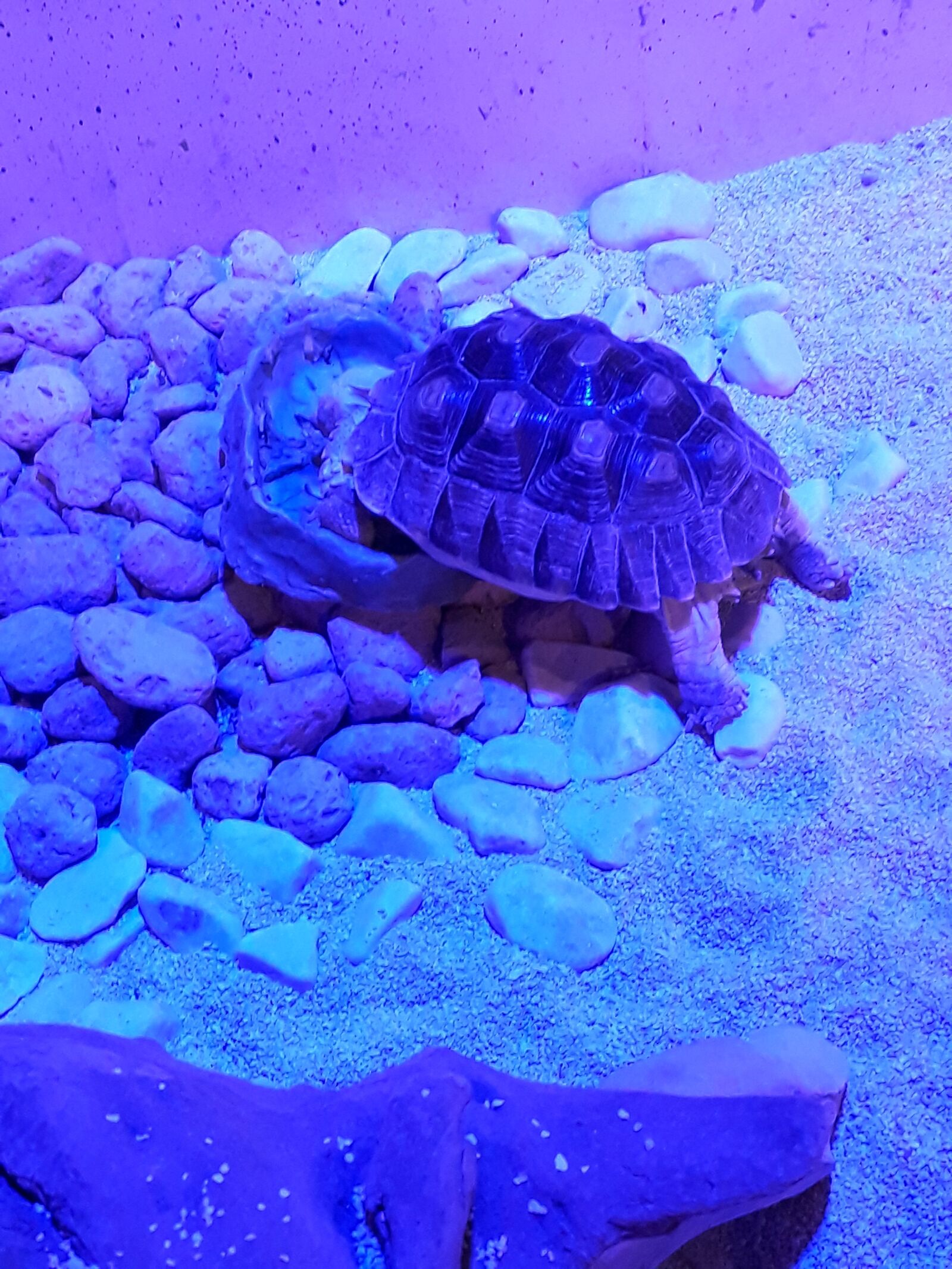 Samsung Galaxy J7 Prime sample photo. Aquarium, turtle, white photography