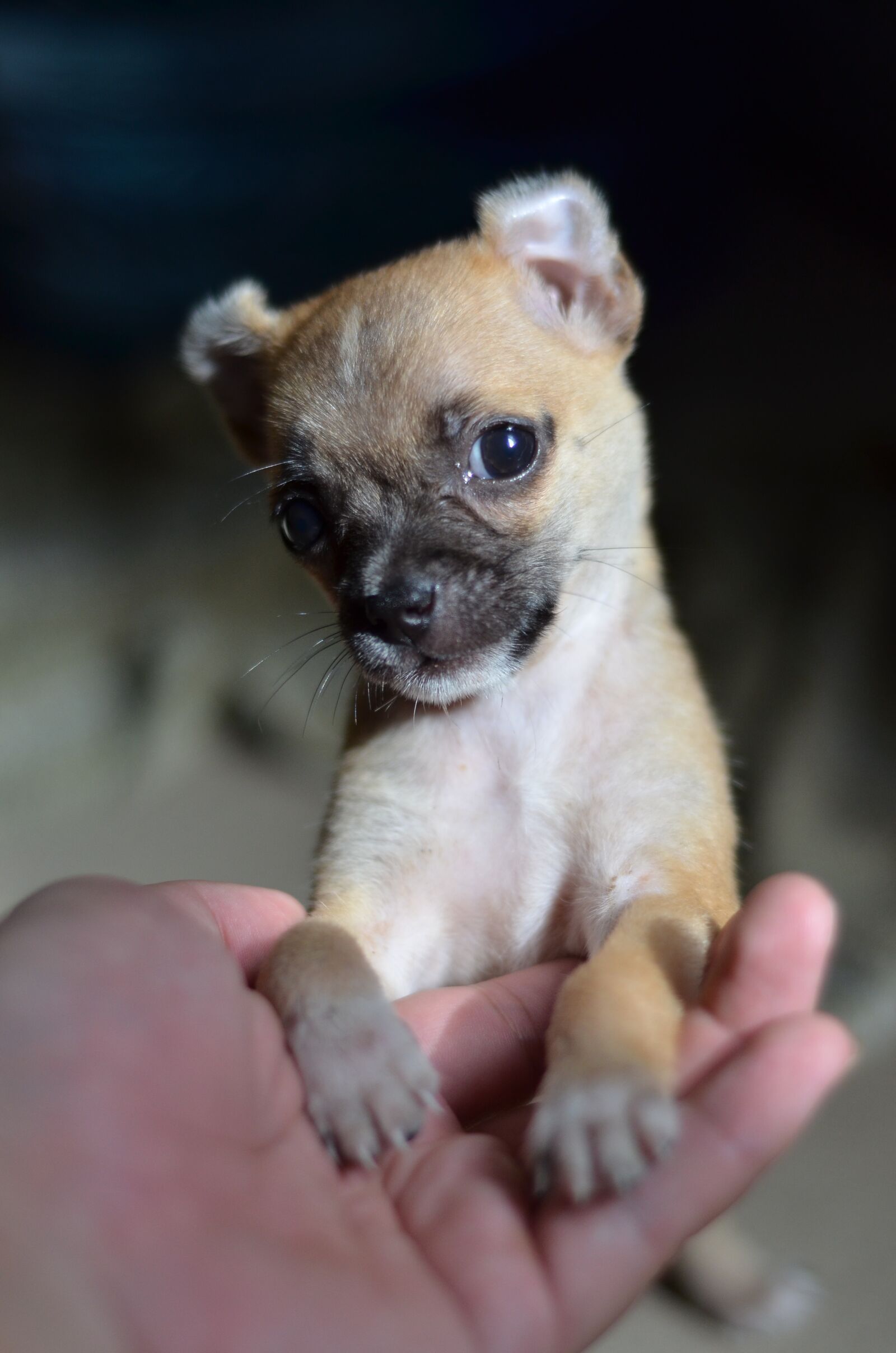 Nikon D7000 sample photo. Dog, small dogs, vietnam photography