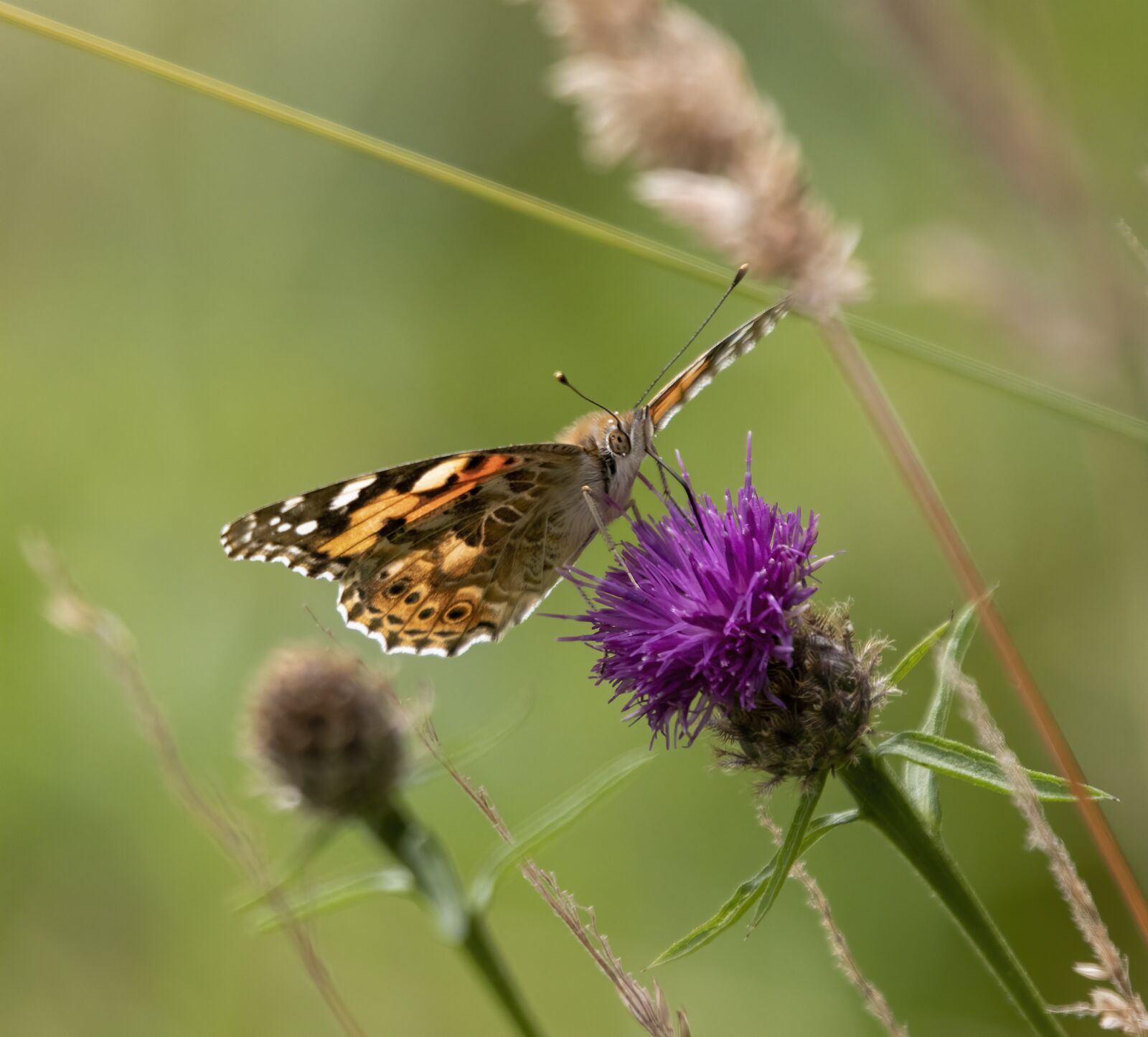Sigma 100-400mm F5-6.3 DG OS HSM sample photo. Painted-lady, butterfly, insect photography