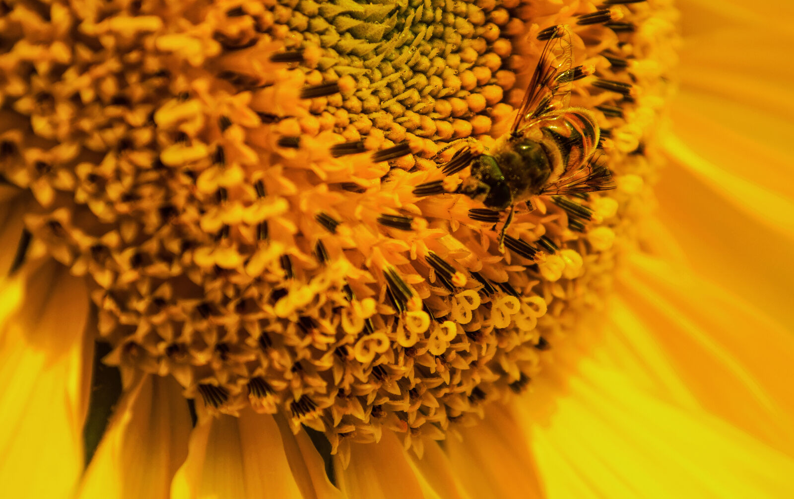 Nikon D5300 sample photo