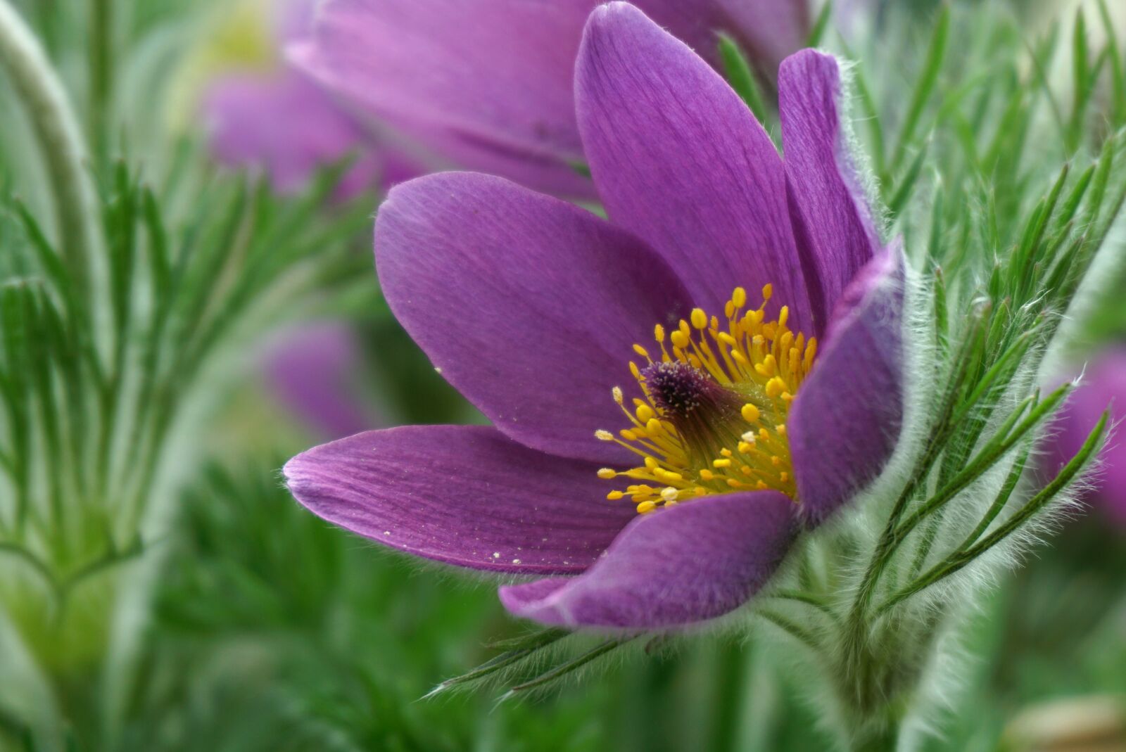 Sony a6000 sample photo. Sasanki, flowers, garden photography