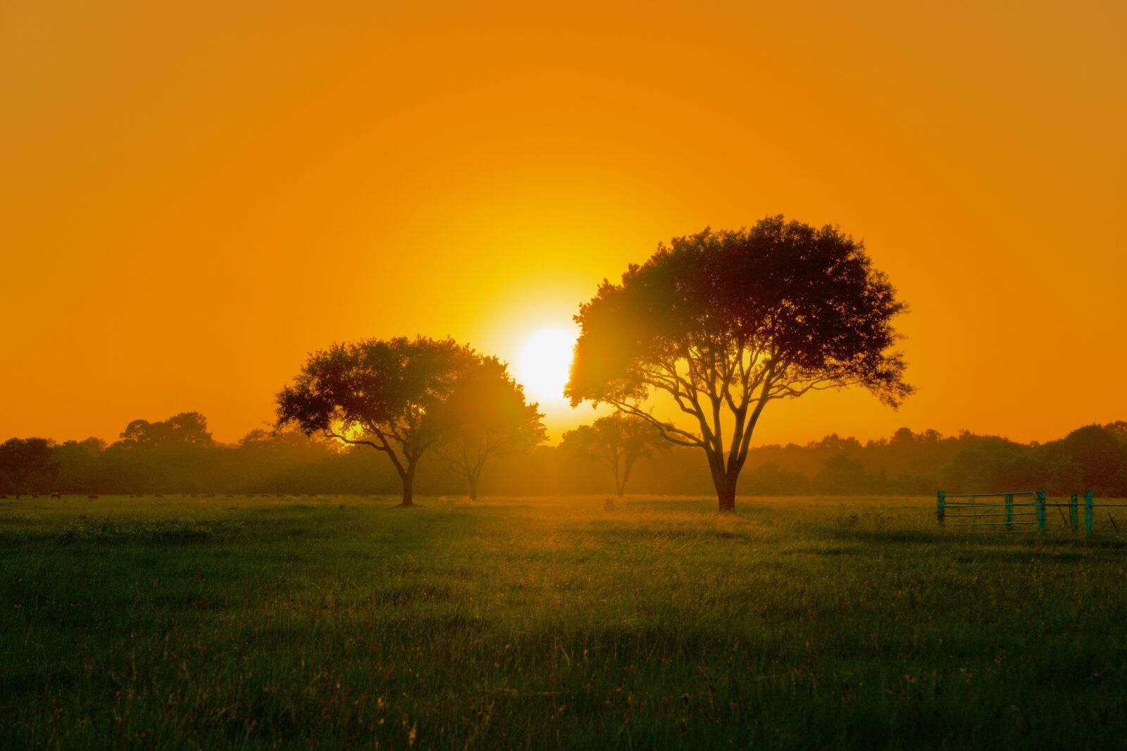 Sony E 55-210mm F4.5-6.3 OSS sample photo. Sunset, trees, scenery photography