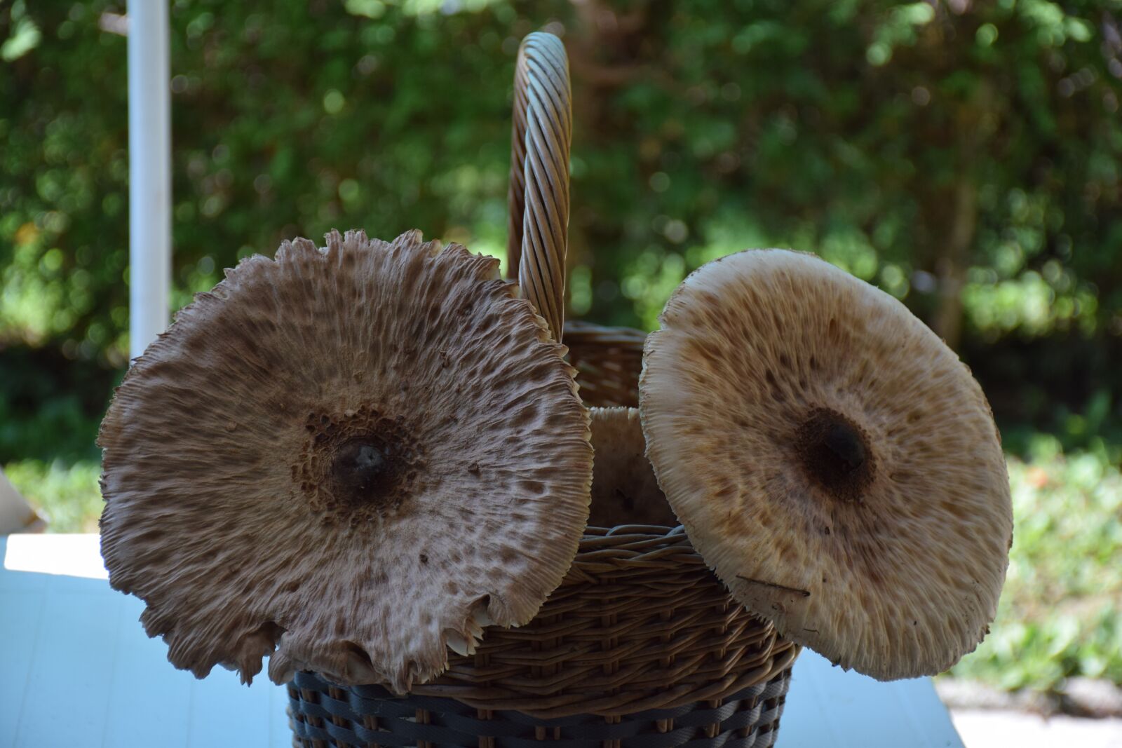 Nikon D5300 sample photo. Autumn, mushroom, giant umbrella photography