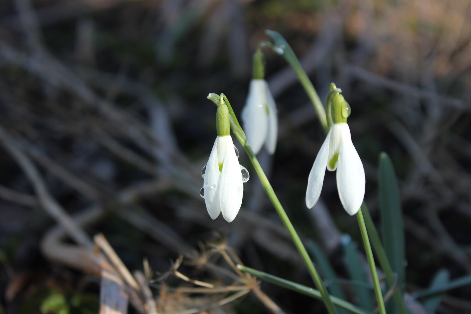 Canon EOS 550D (EOS Rebel T2i / EOS Kiss X4) sample photo. Snowdrop, plant, flower photography