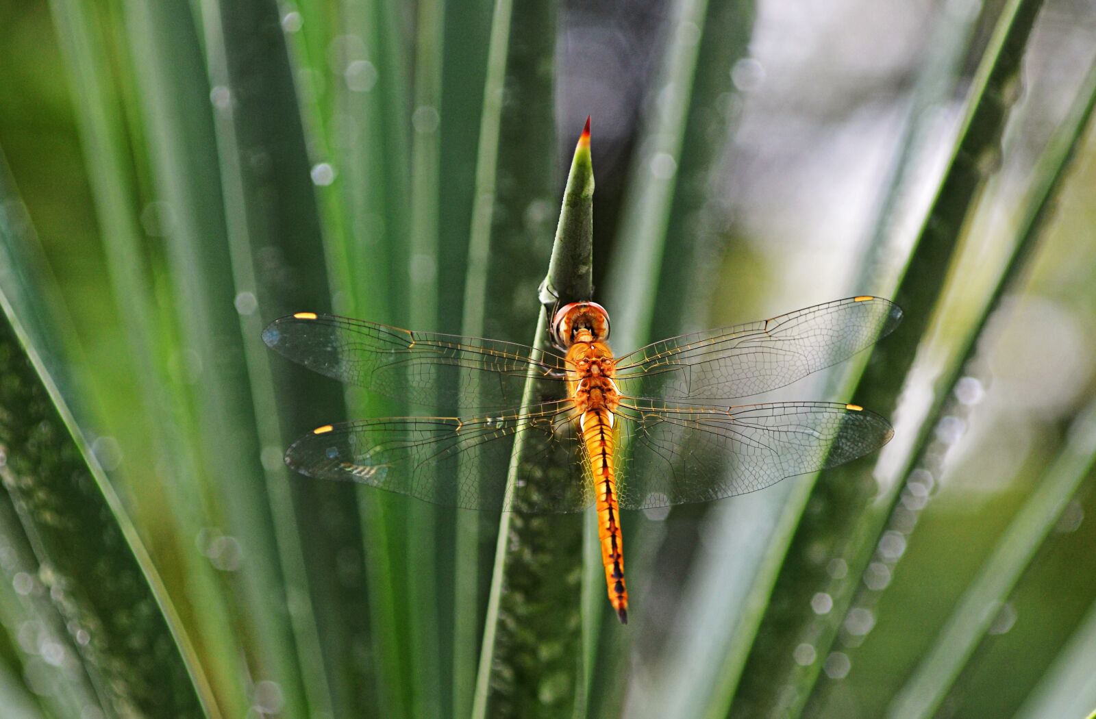 Nikon D7000 sample photo. Dragonflies, insects, close-up photography