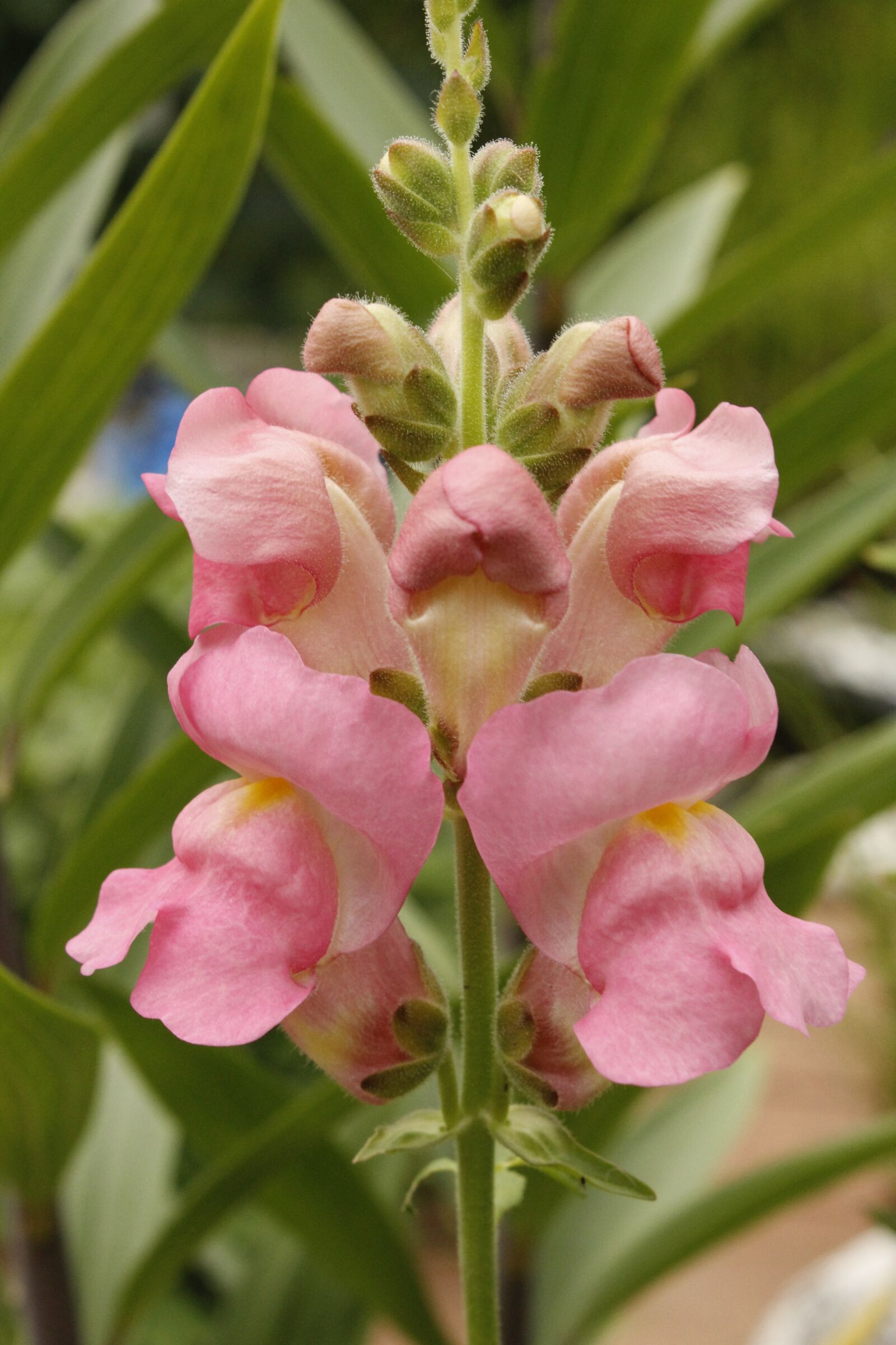 Canon EOS 1200D (EOS Rebel T5 / EOS Kiss X70 / EOS Hi) sample photo. Snapdragon, lion's mouth, flower photography