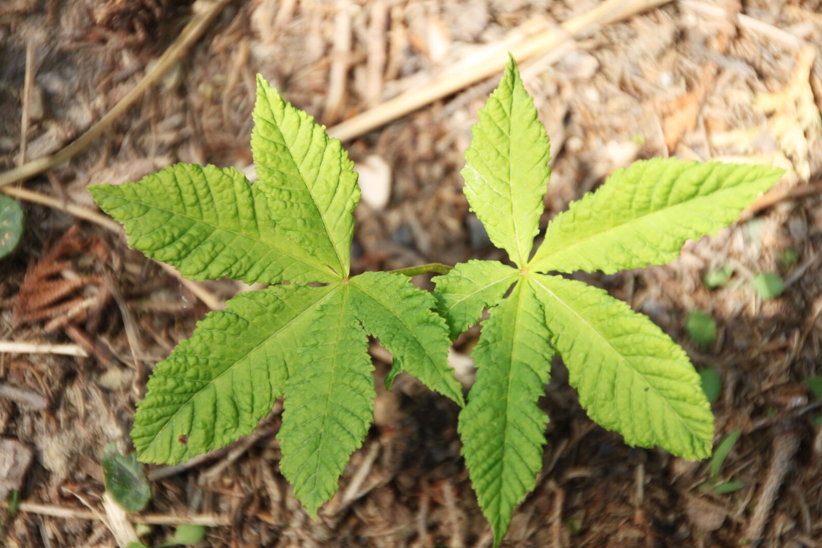 Canon EOS 500D (EOS Rebel T1i / EOS Kiss X3) sample photo. Chestnut, tree, leaves photography