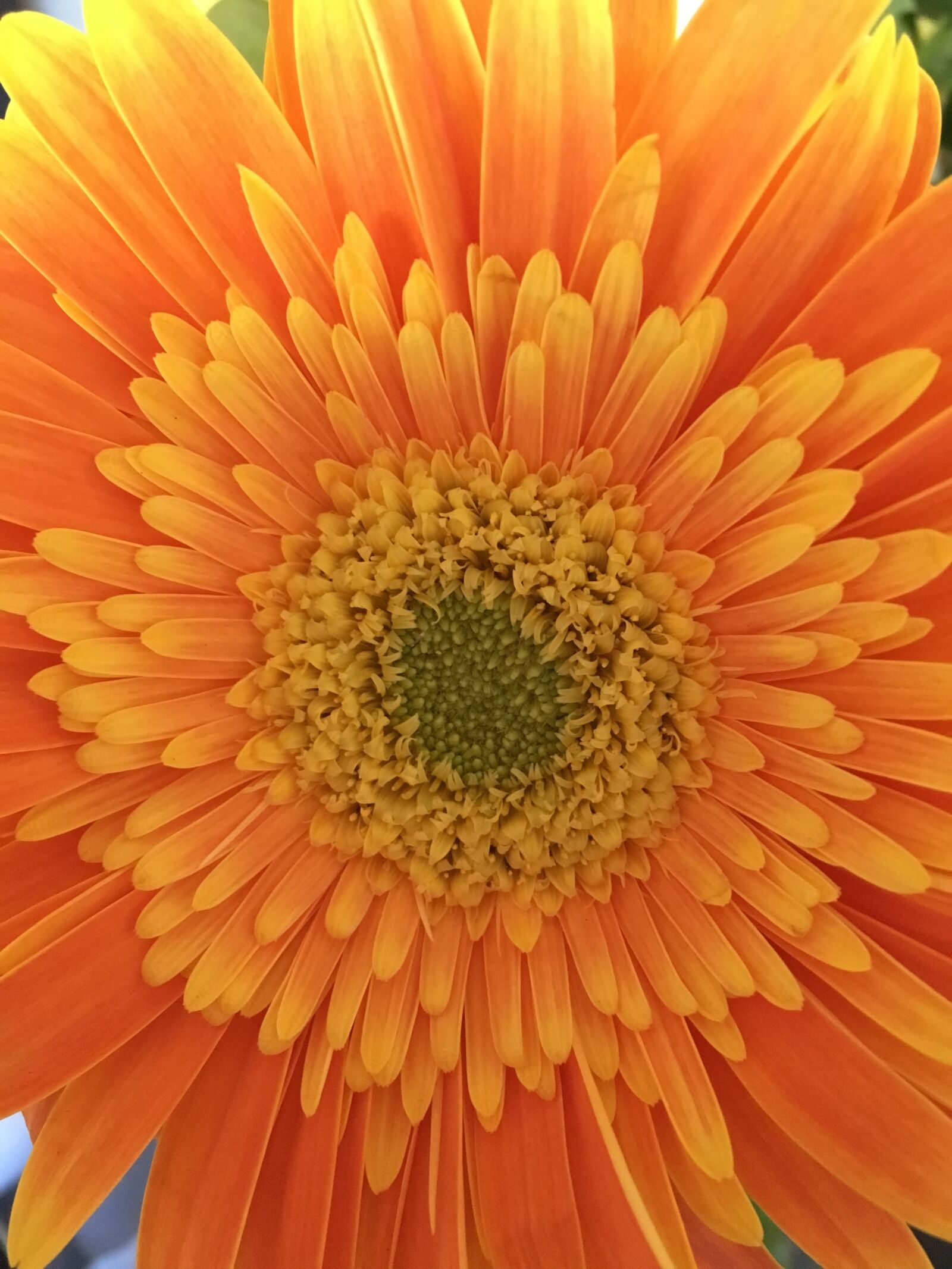 Apple iPhone 6s sample photo. Flower, orange photography