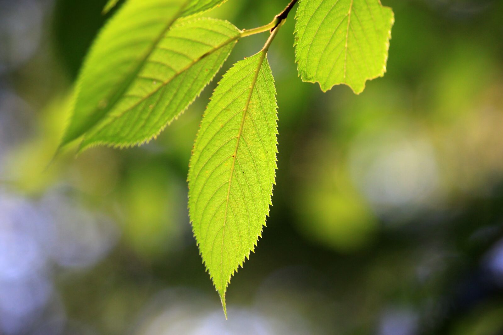 Canon EOS 50D sample photo. The leaves, backlight, nature photography
