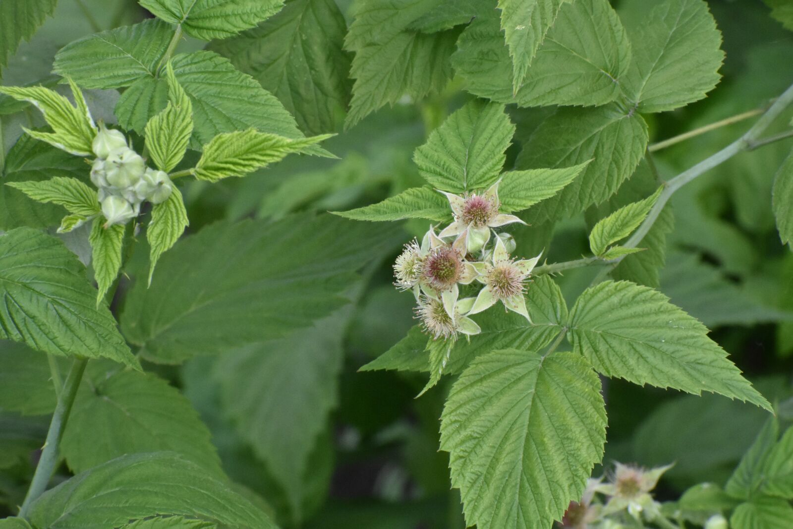 Nikon D3400 sample photo. Blackberry, flowers, bloom photography
