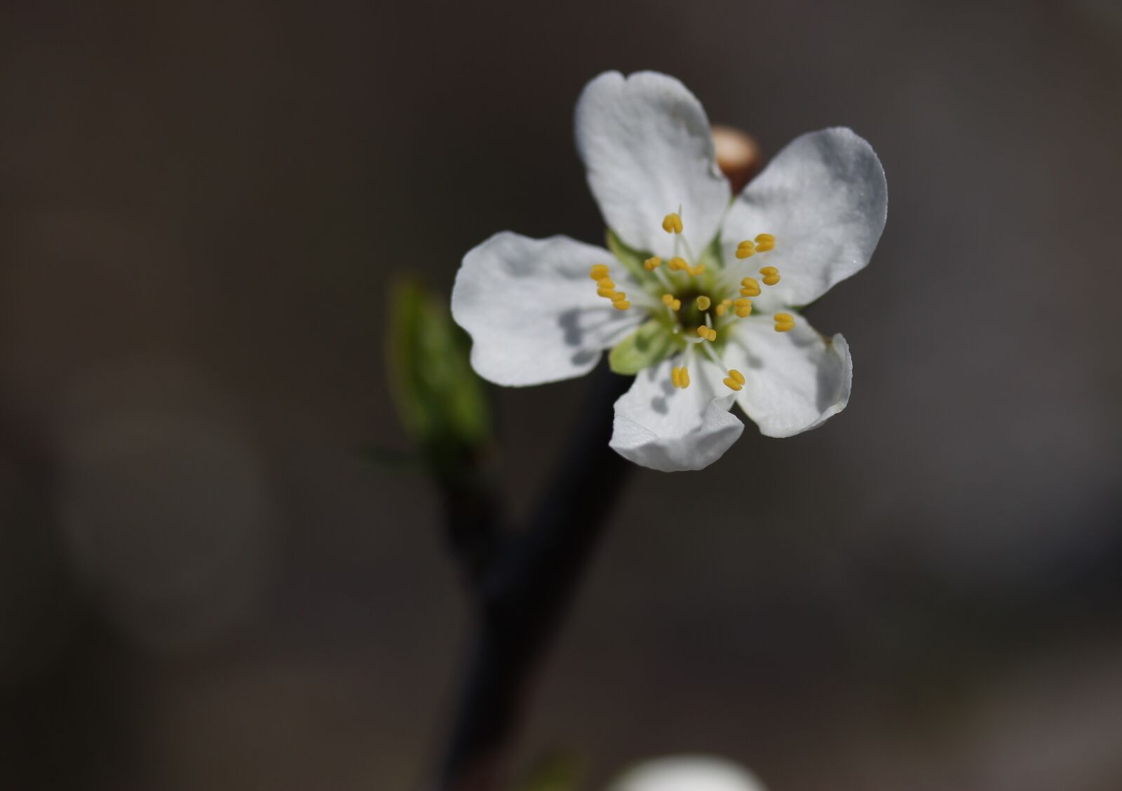 Canon EF-S 60mm F2.8 Macro USM sample photo. Flowers, freshman, tree photography