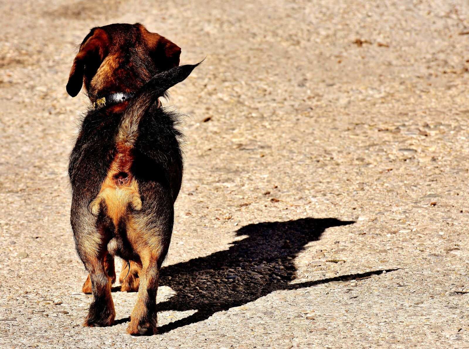 Nikon D7200 sample photo. Rauhaardackel, dog, animal photography