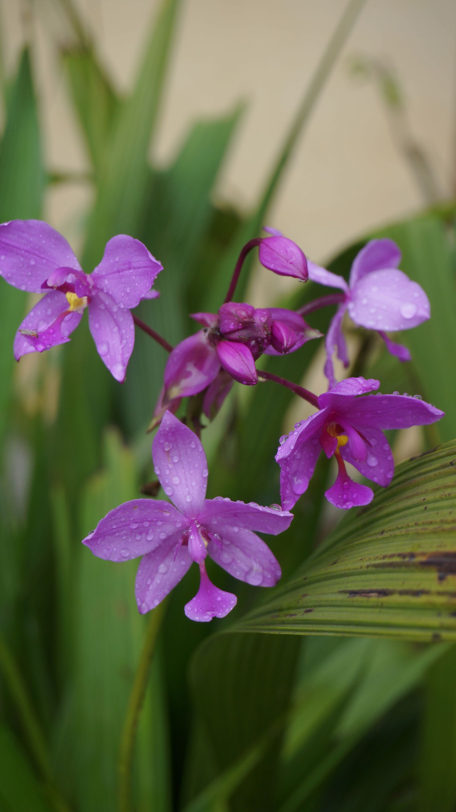 Sony E 16-50mm F3.5-5.6 PZ OSS sample photo