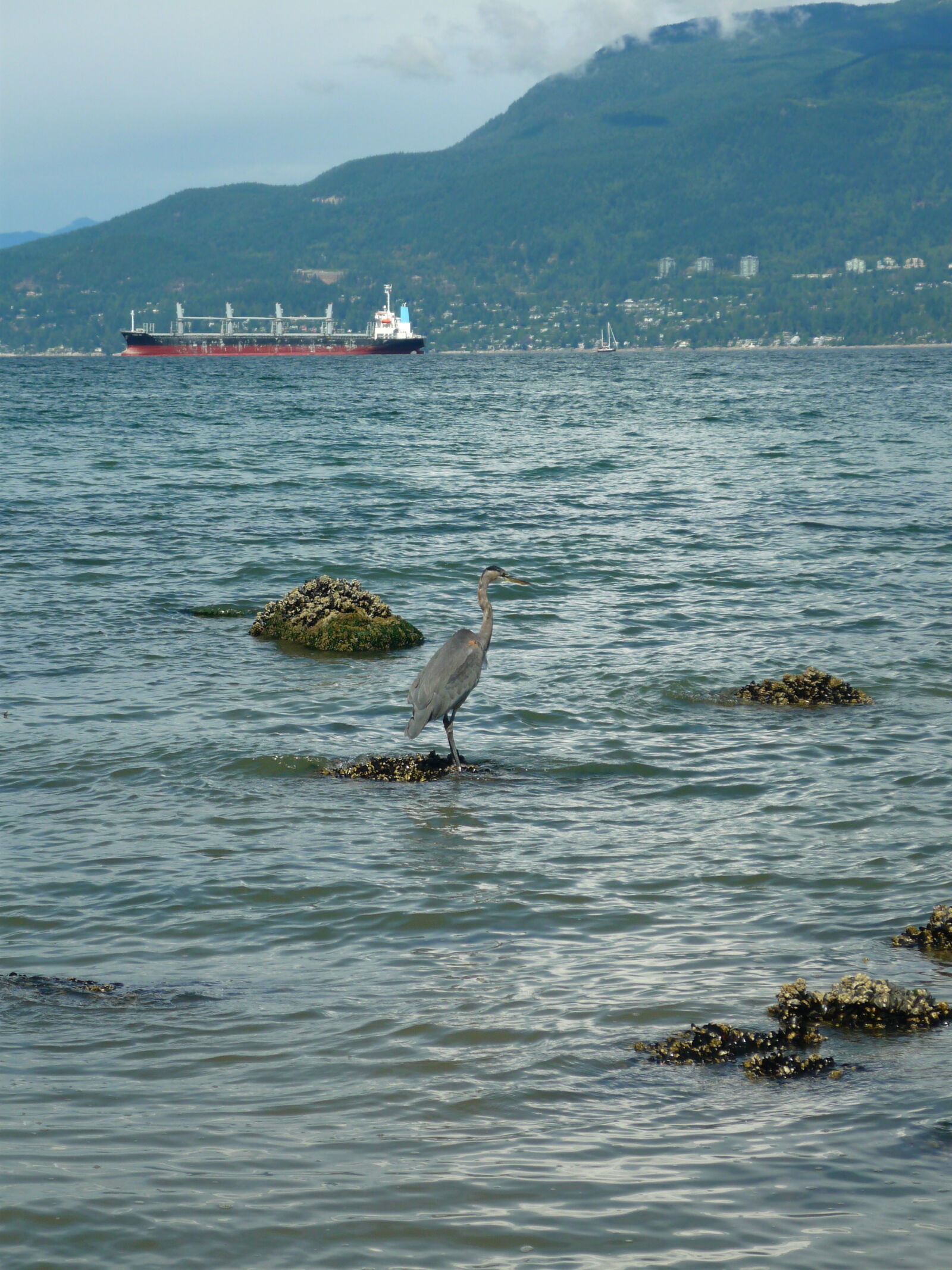 Panasonic Lumix DMC-FS3 sample photo. Animals, bird, blue, herring photography