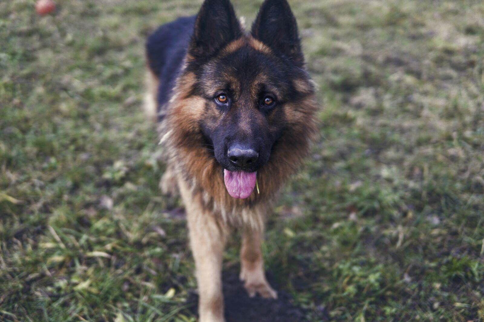 Sony a6500 sample photo. German shepherd, dog, grass photography