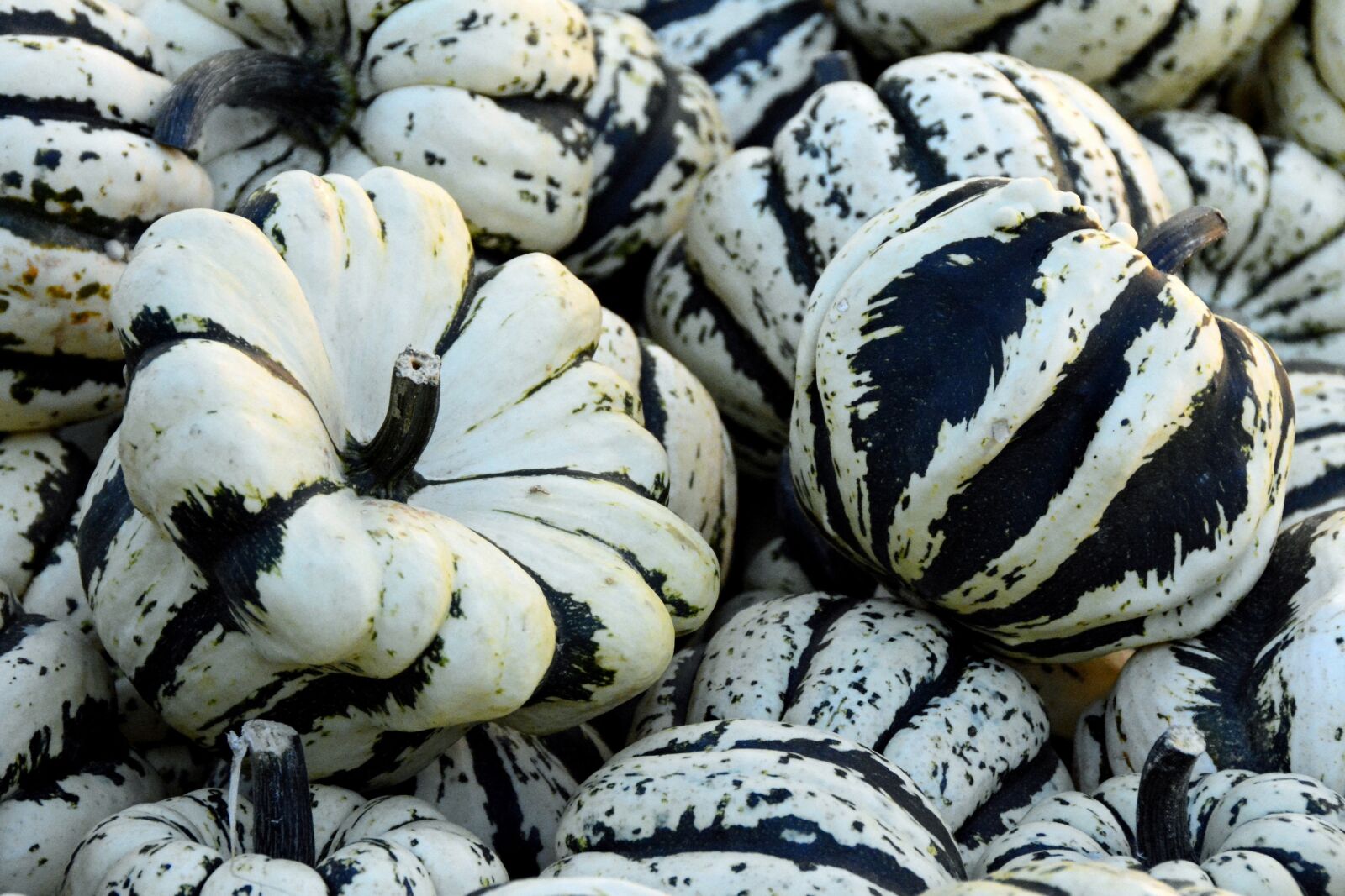 Nikon D7100 sample photo. Pumpkin, gourd, autumn photography