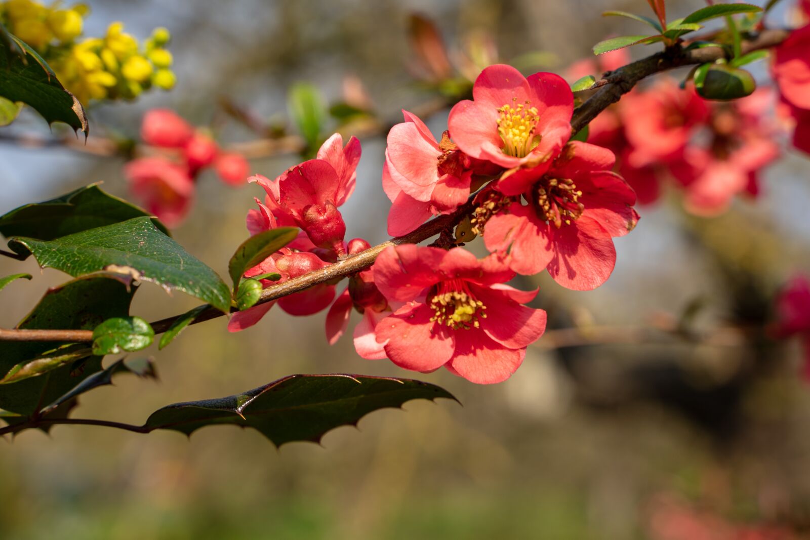 Tamron 28-75mm F2.8 Di III RXD sample photo. Bill quince, quince, seasonal photography