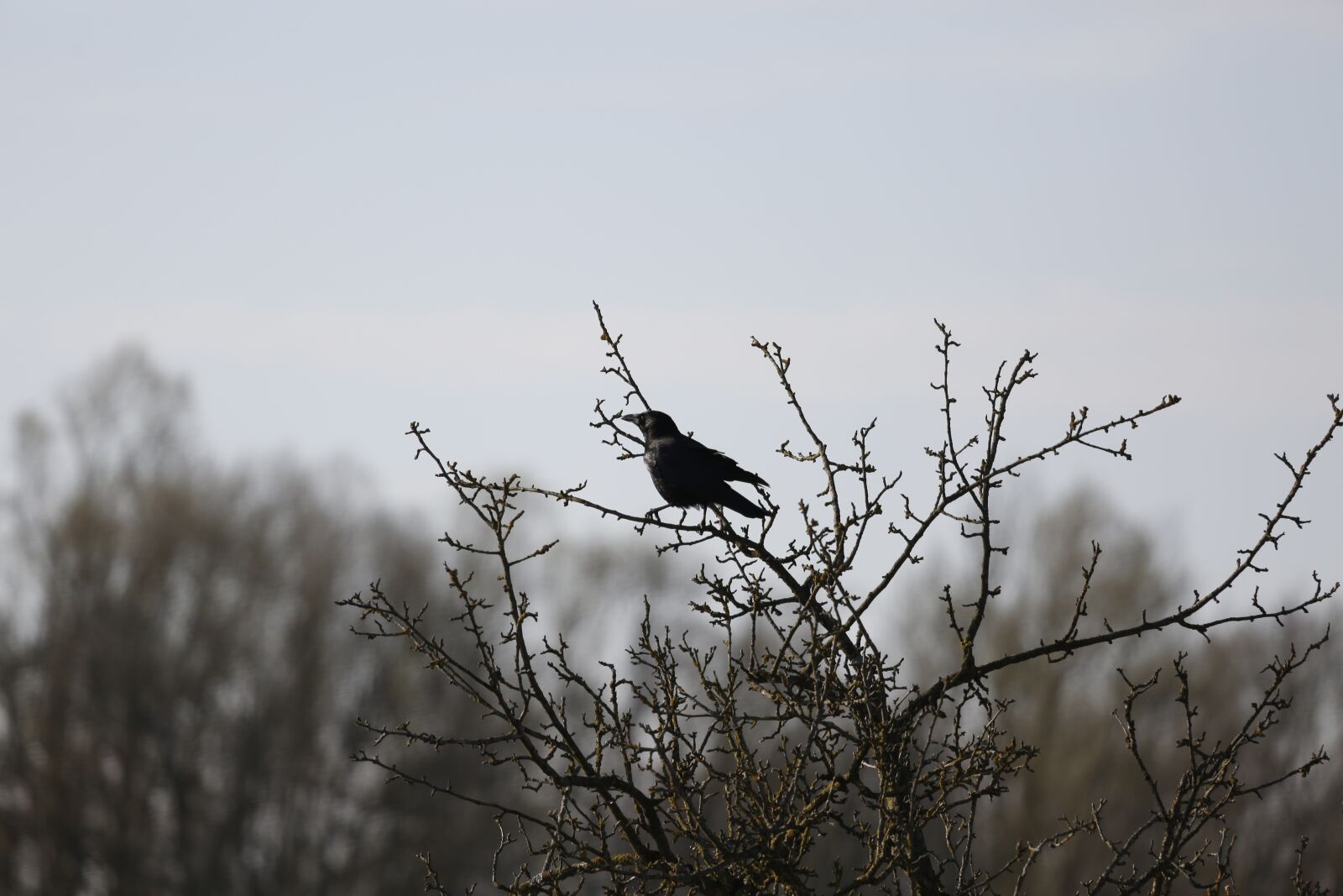 Canon EF 100-400mm F4.5-5.6L IS USM sample photo. Raven, common raven, bird photography
