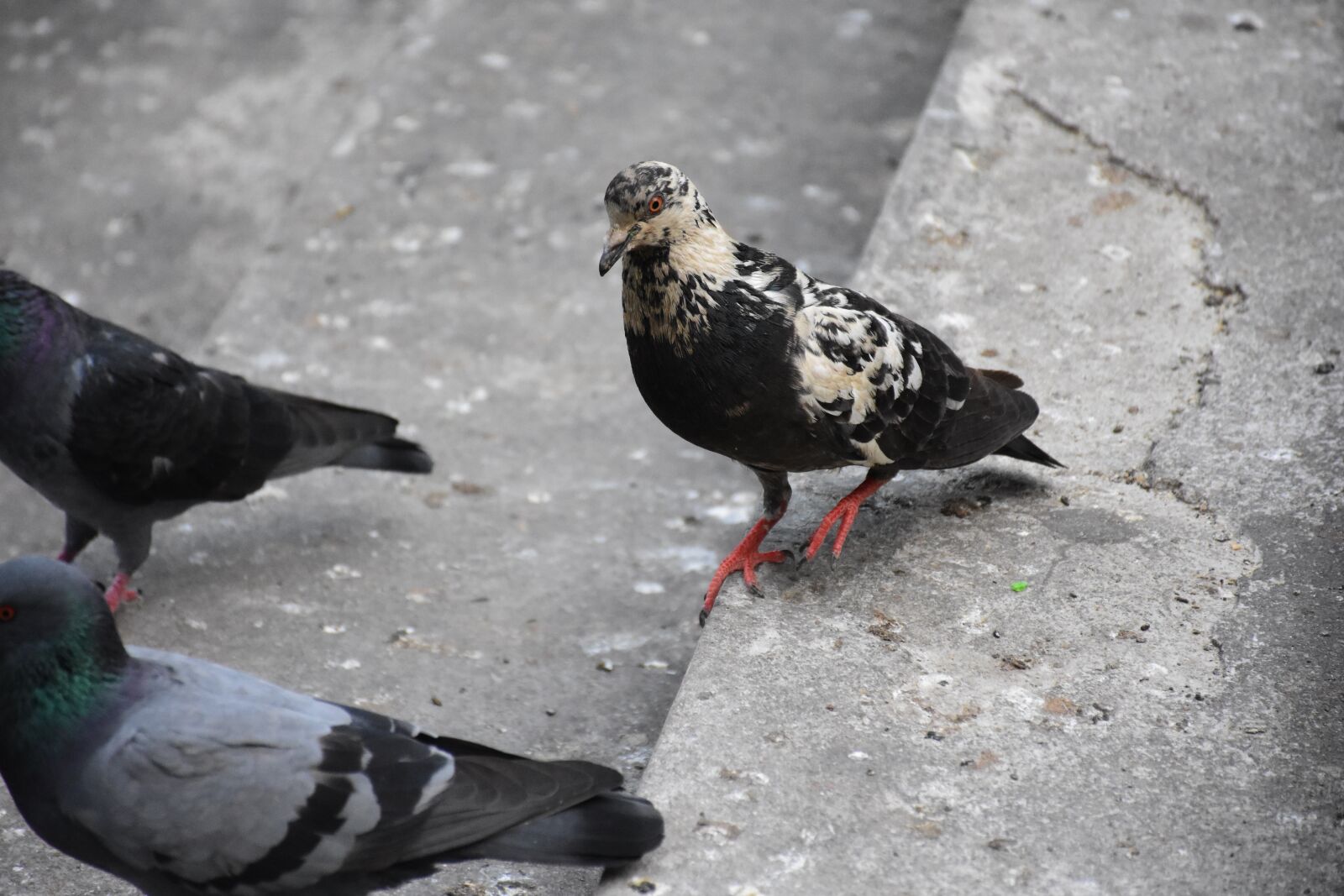 Nikon D7200 sample photo. Birds, dove, pigeon photography