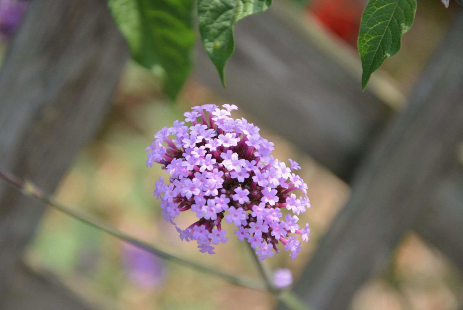 Nikon D5200 sample photo. Pink flowers, garden, nature photography