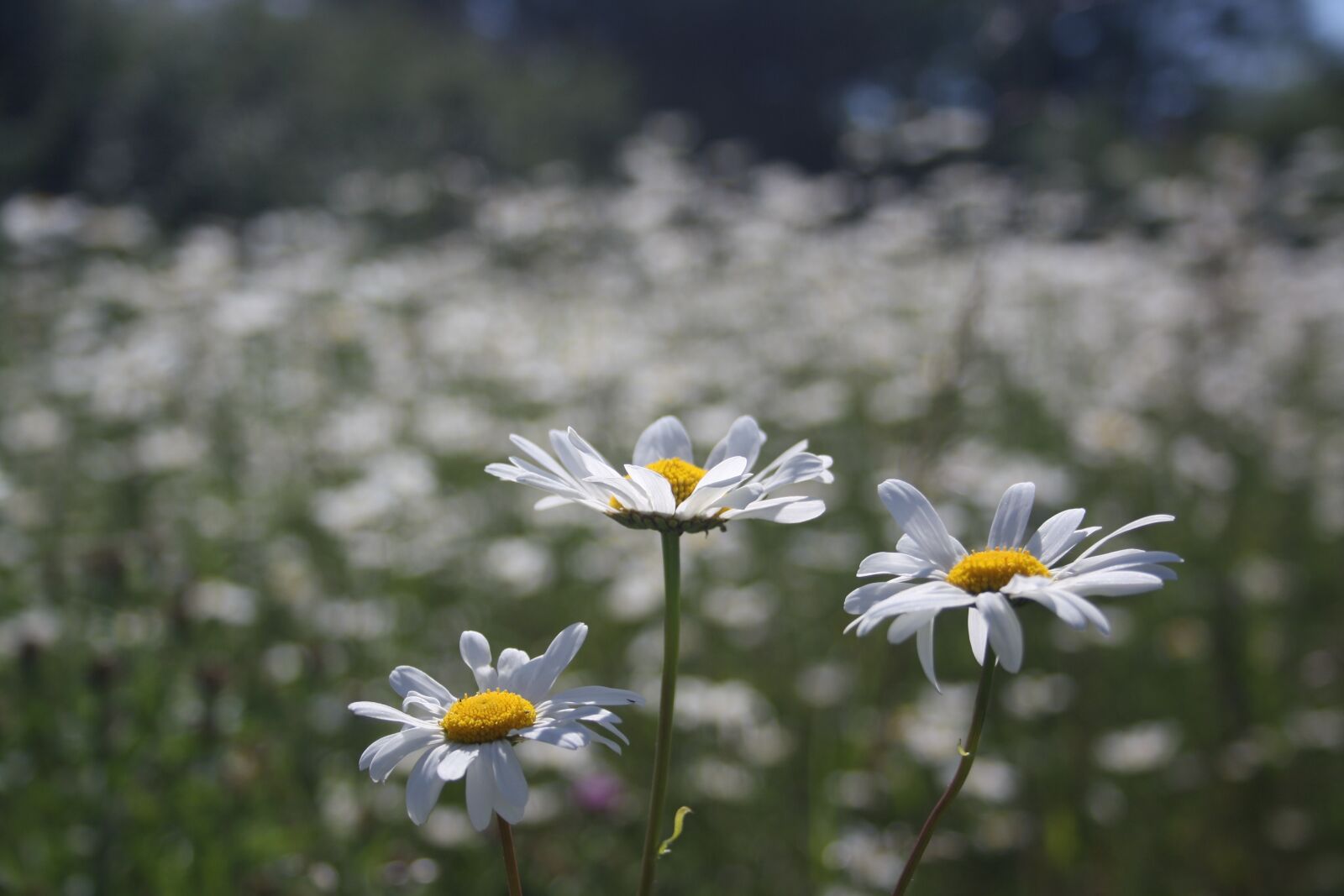 Canon EOS 1000D (EOS Digital Rebel XS / EOS Kiss F) sample photo. Daisies, countryside, nature photography