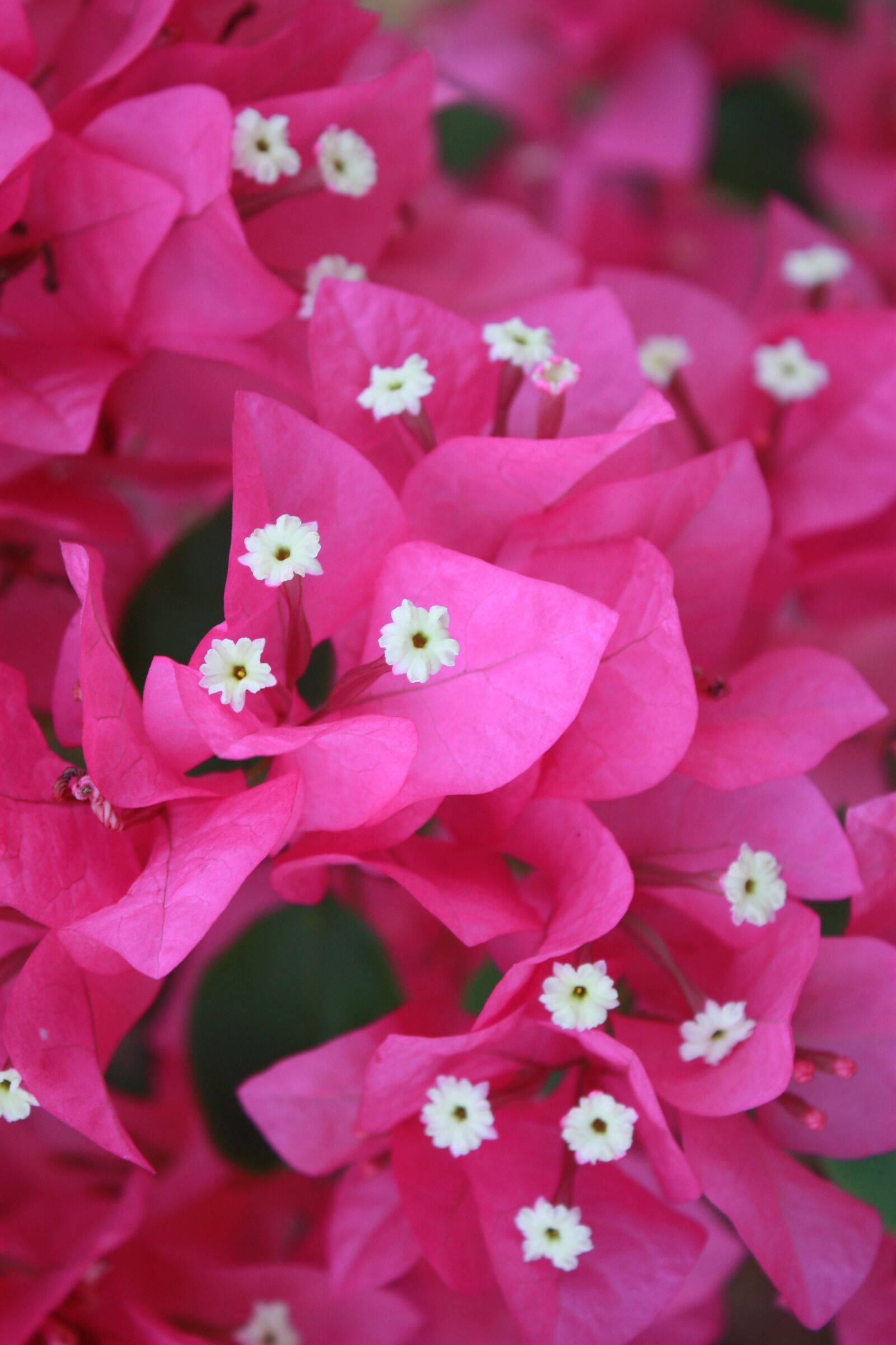 Canon EOS 450D (EOS Rebel XSi / EOS Kiss X2) sample photo. ดอกไม้, ฤดูร้อน, font style vertical-align inherit photography