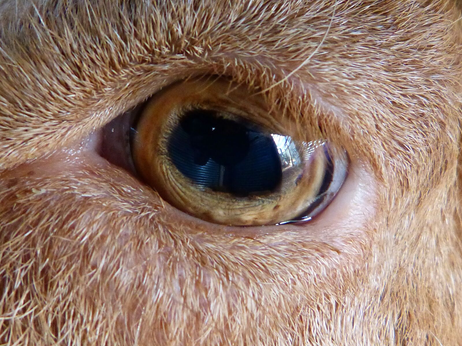 Panasonic DMC-FZ62 sample photo. Eye, goat, detail photography