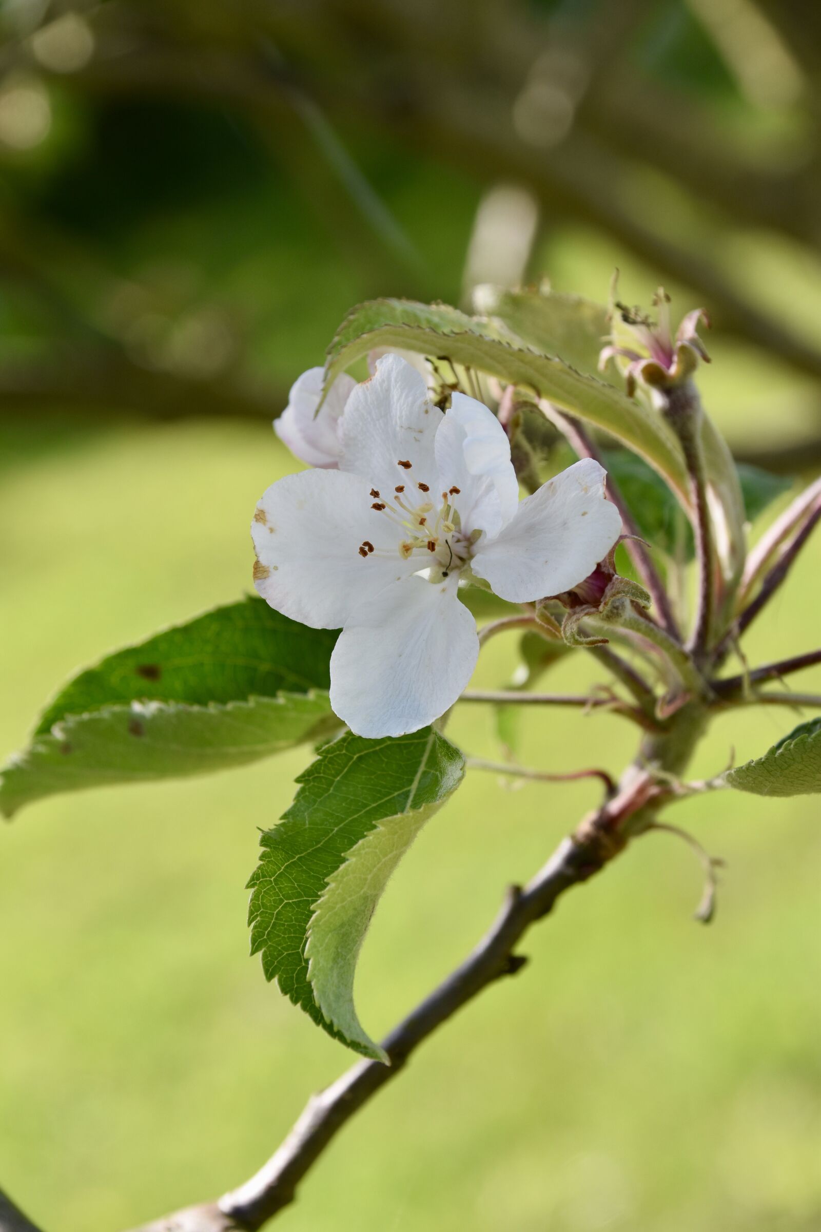 Nikon D5600 sample photo. Flower, apple blossom, white photography