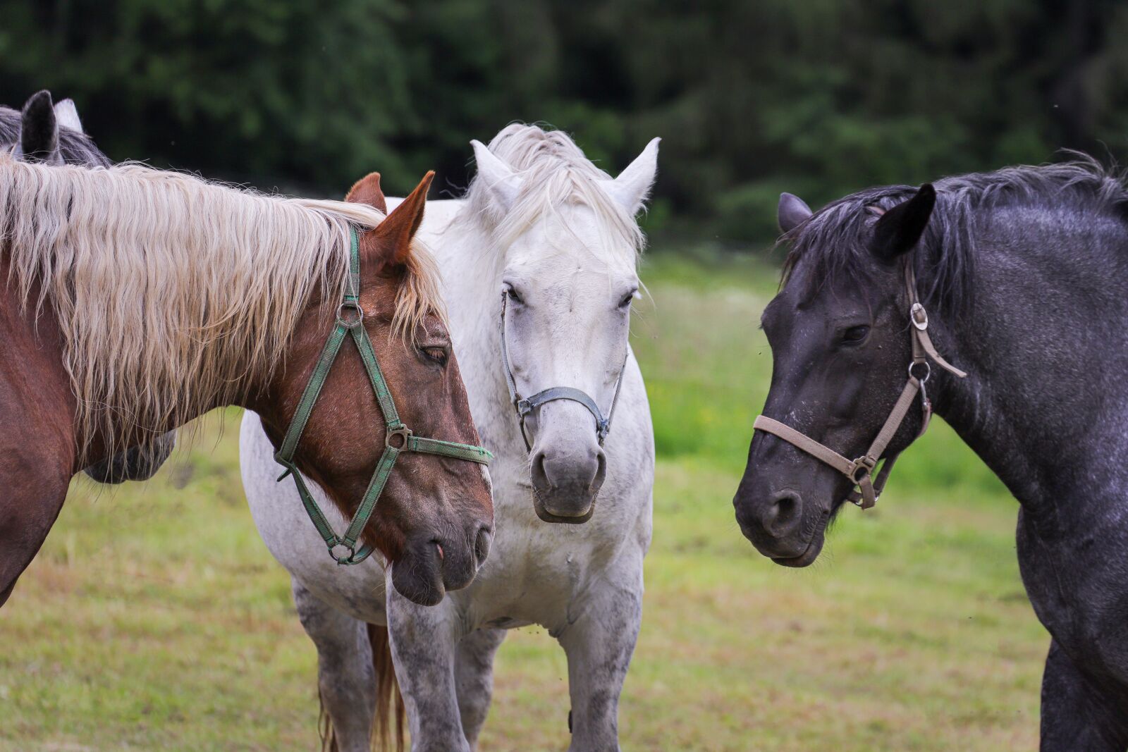 Canon EOS 6D Mark II sample photo. Horse, paddock, coupling photography