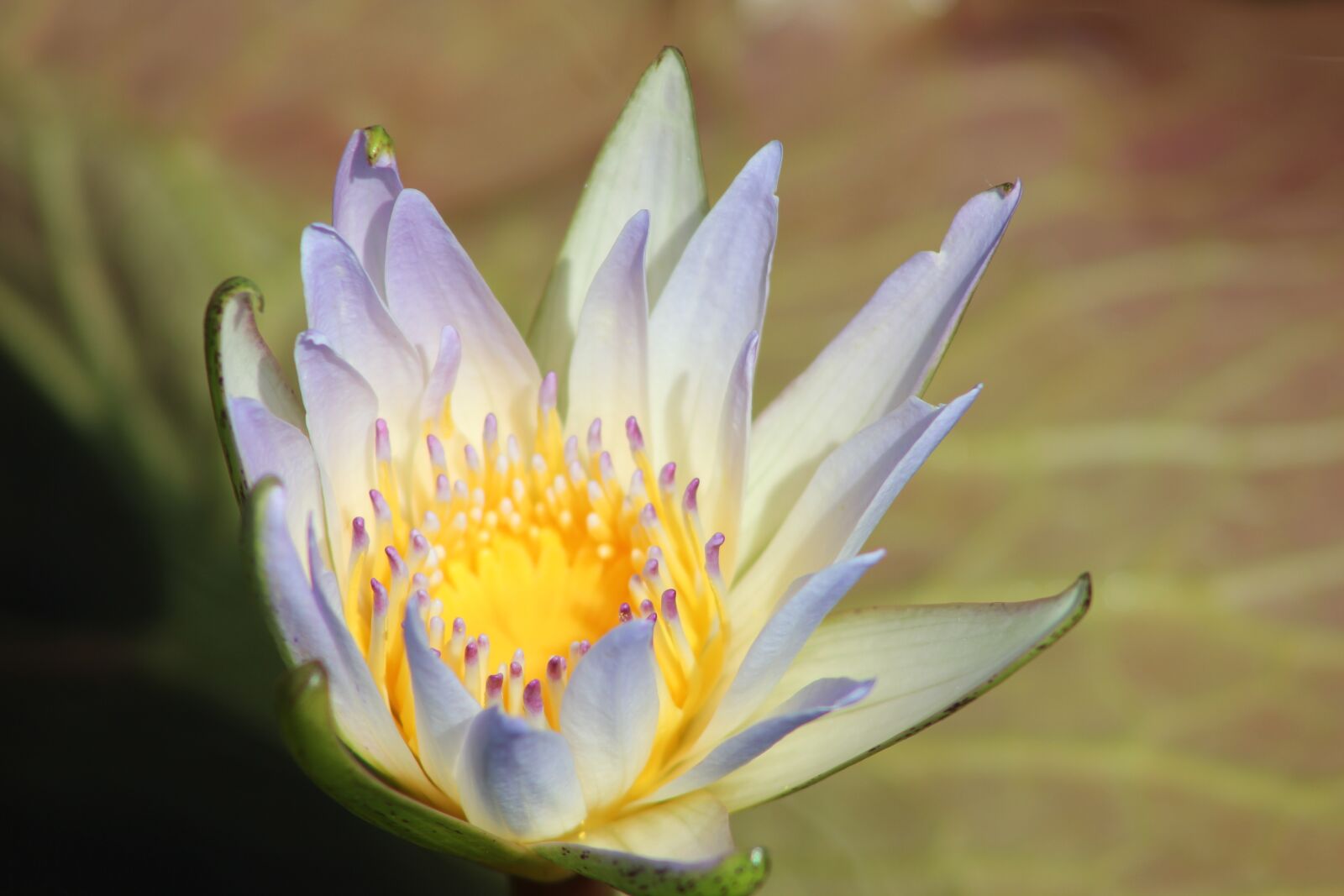 Canon EOS 550D (EOS Rebel T2i / EOS Kiss X4) sample photo. Lily, flower, floral photography