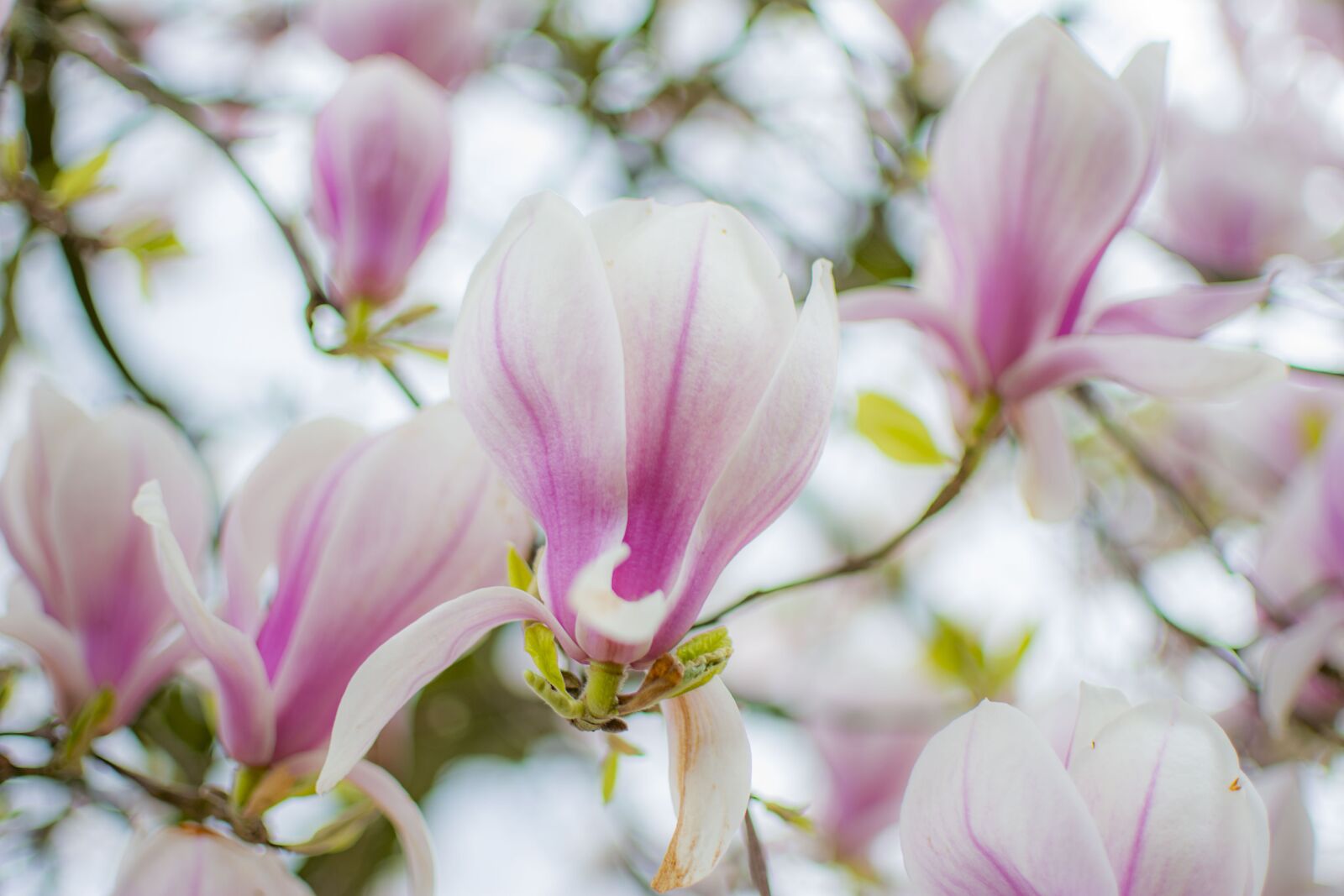 Nikon D5200 sample photo. Magnolia, tree, spring photography