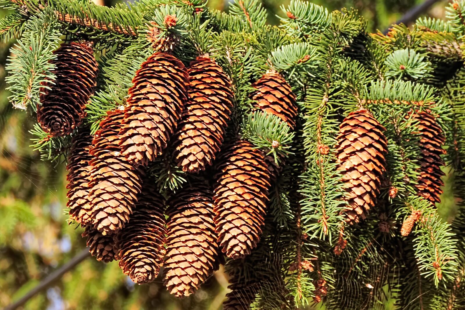 Nikon Coolpix P520 sample photo. Tap, pine cones, nature photography