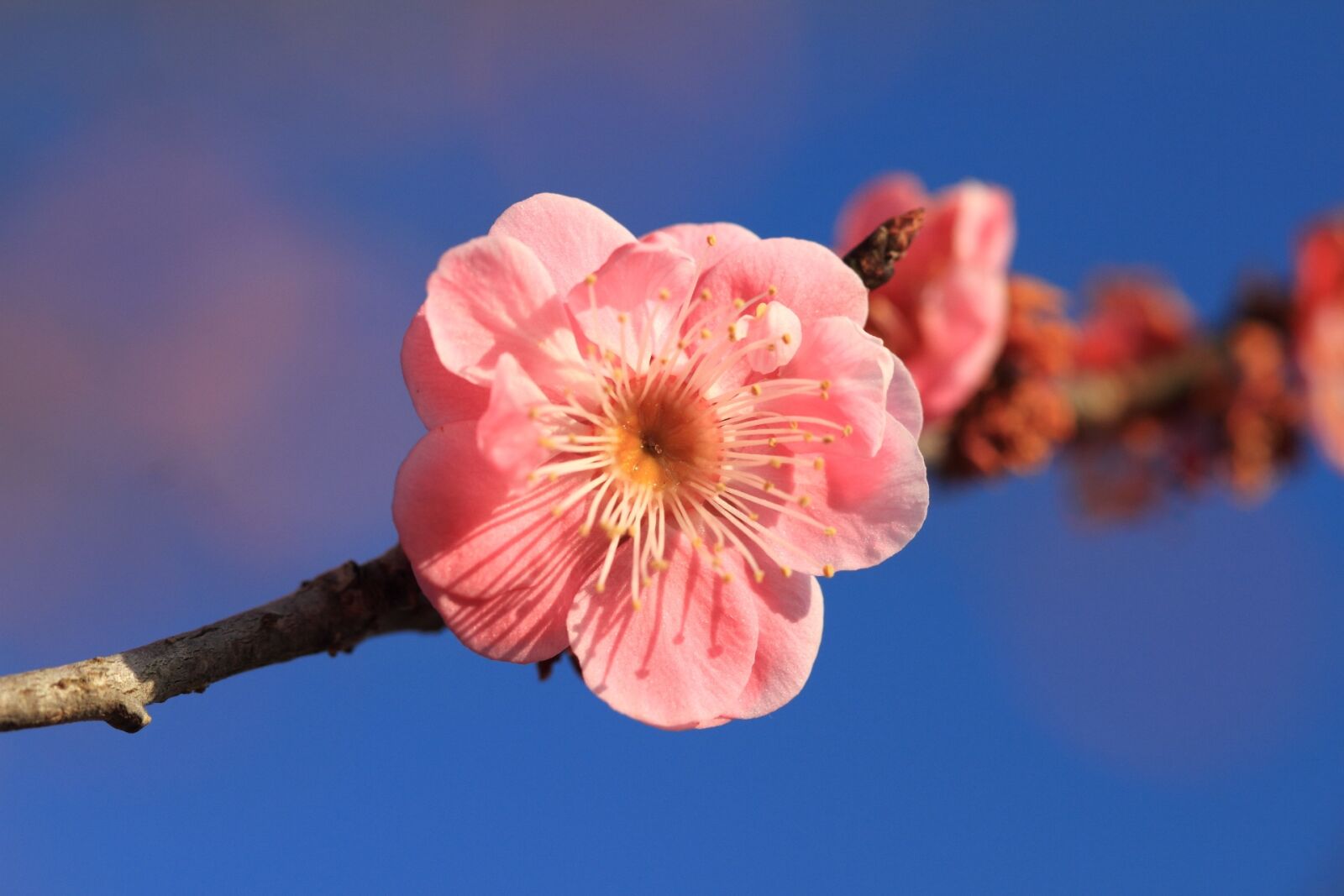 Canon EOS 7D sample photo. Plum, flowers, pink photography