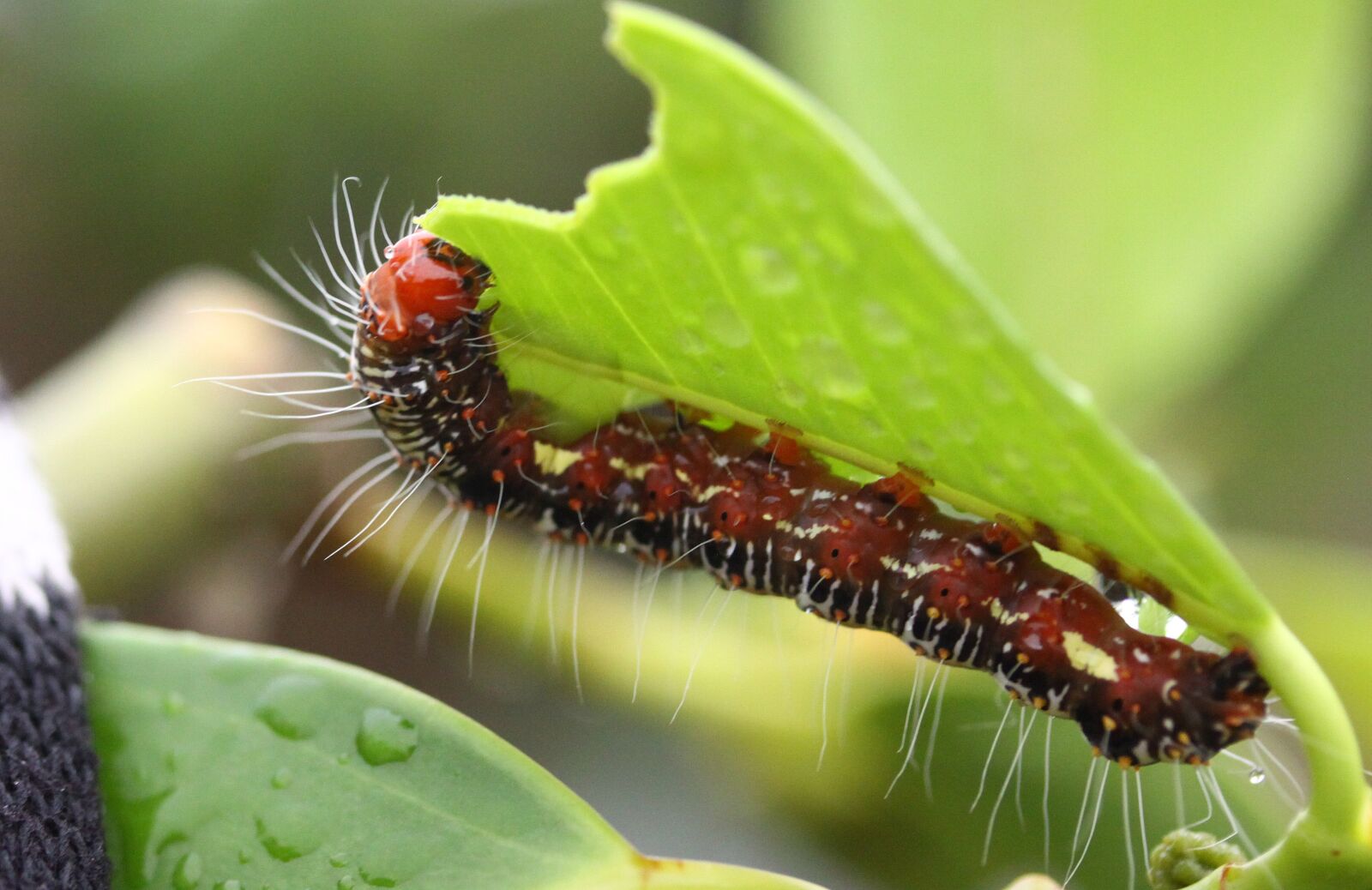 Canon EOS 50D sample photo. Insect, leaf, grasshopper photography